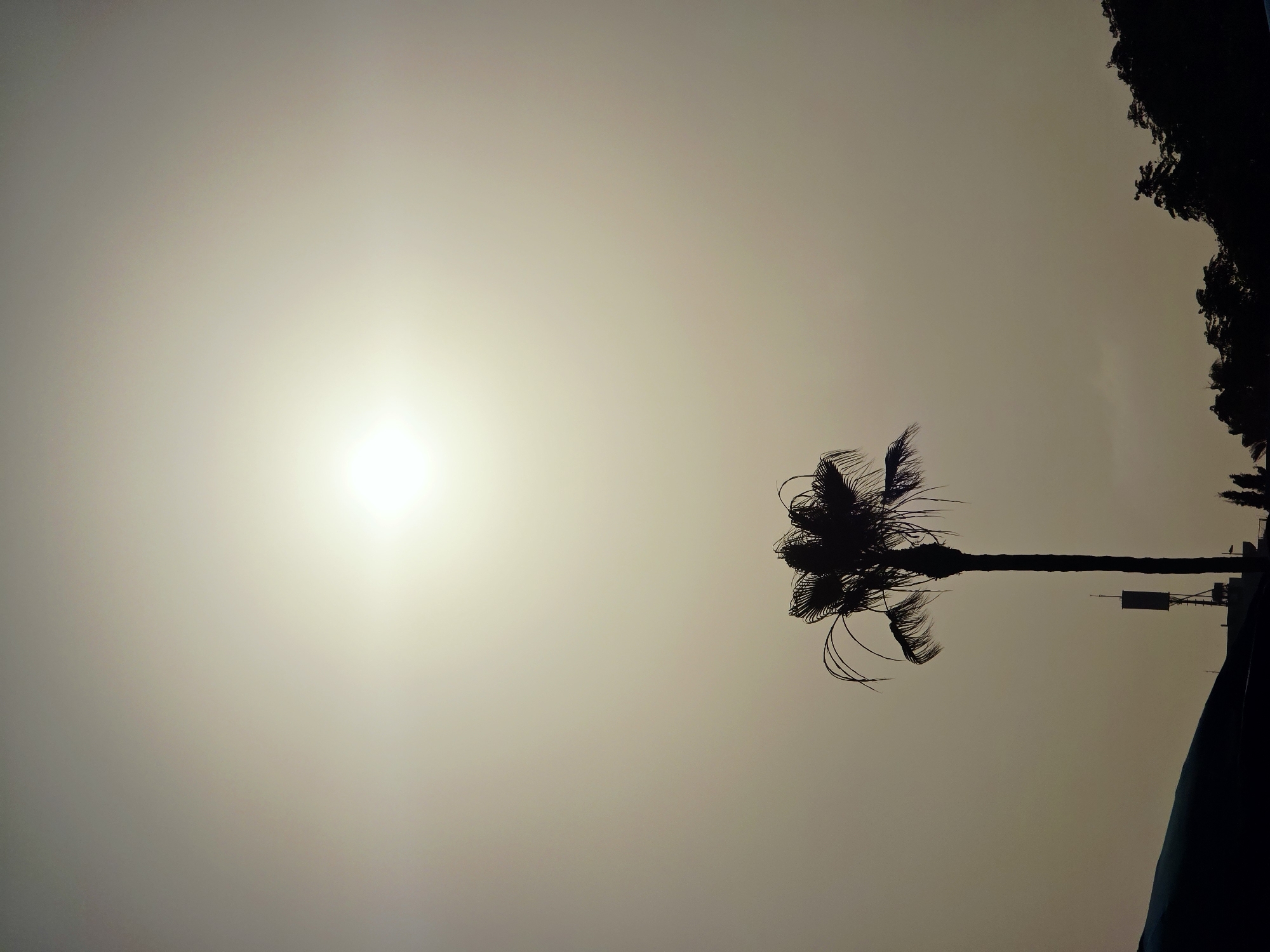 A silhouette of a solitary palm tree stands against a bright, hazy sky, possibly indicating a bright sun obscured by atmospheric conditions like fog or dust. The lower portion of the image reveals a dark, silhouetted landscape featuring the top of a structure with antennas, possibly a telecommunication tower, and a sloping dark mass that could be a rooftop or a hill. Further to the right, a dense line of silhouetted trees forms the horizon. The overall scene is dominated by a muted, monochromatic palette with a strong contrast between the dark foreground elements and the bright, diffused sky. The specific location in Ayia Napa, Cyprus, is not evident from the visual elements alone.