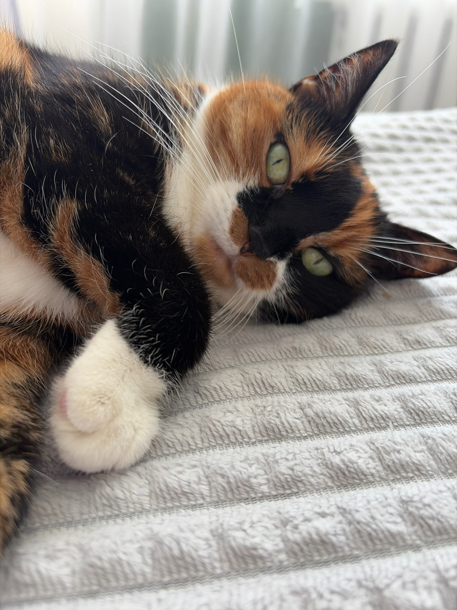 A calico cat with green eyes and white whiskers is lying on a textured gray blanket. The cat is predominantly black, orange, and white. One of its white paws is visible in the foreground. The background shows a blurred white curtain and possibly a wall. The scene appears to be indoors. There are no people present in the image. The location in Vitsebsk, Belarus cannot be determined from the image alone.