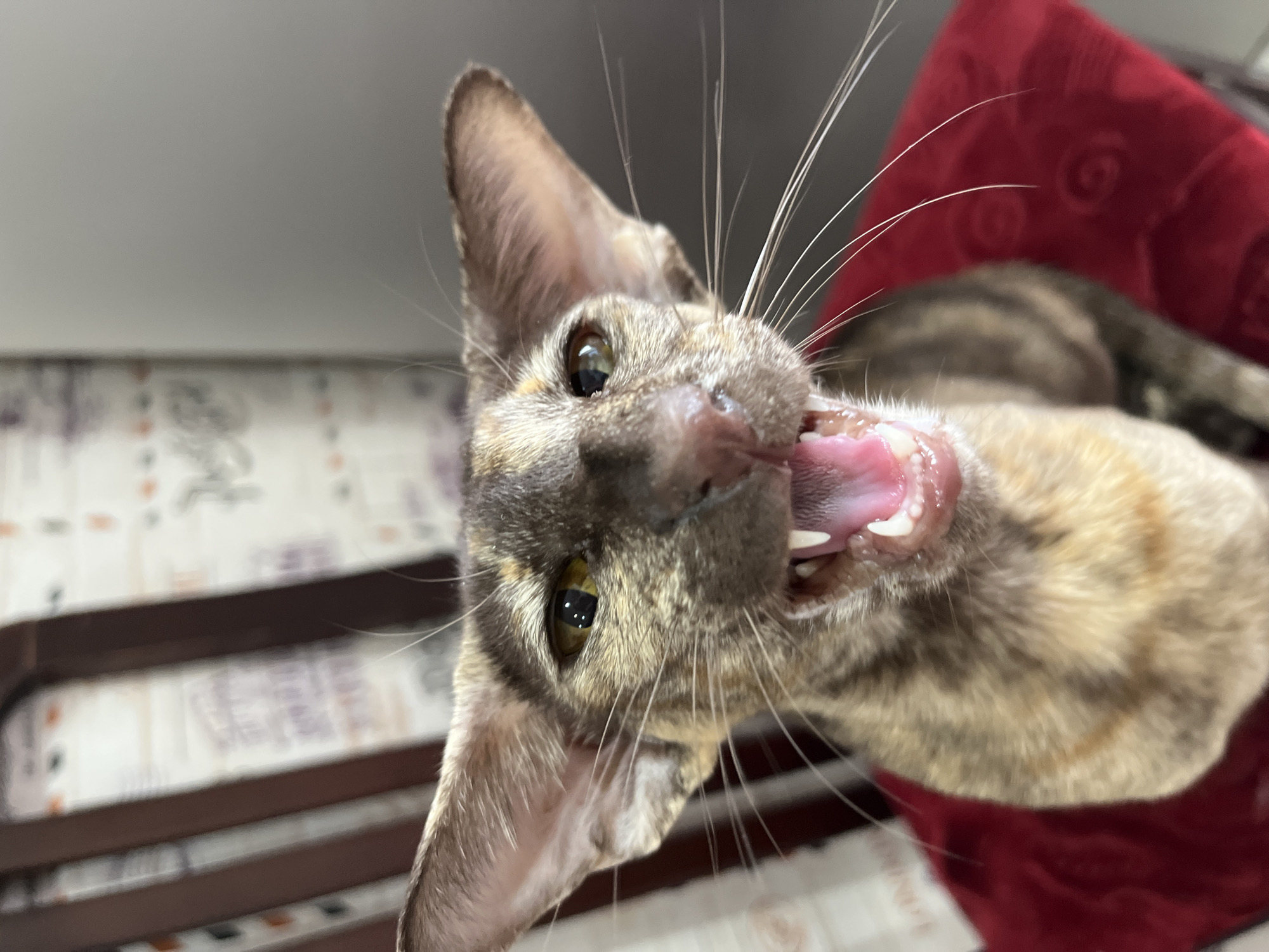 A close-up, low-angle shot depicts a cat with a distinctive patterned coat of browns and tans. The cat's mouth is open, revealing its tongue and teeth. The cat has large, pointed ears and its whiskers are prominent. The background is somewhat blurred but includes a red cushion or surface behind the cat and a shelf with objects. The location in the city of Chaikovsky, Russia, is not discernible from the image.