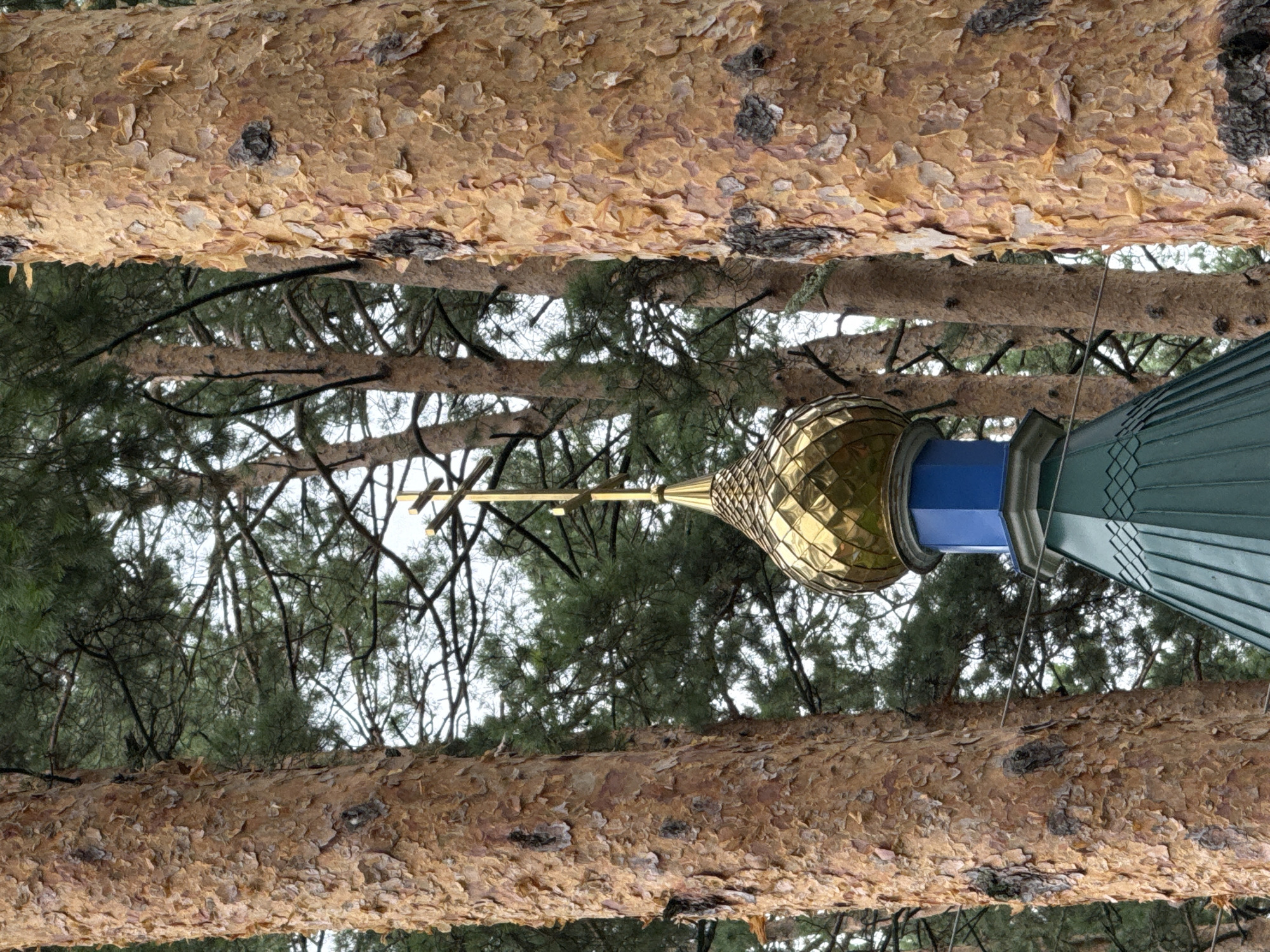 An Orthodox church dome with a gold cross peeks through a stand of tall pine trees in Chemal, Russia. The rough, textured bark of the foreground pine trees is a prominent feature, framing the view of the golden dome, a blue cylindrical section, and a green, multi-faceted roof. The sky is overcast, and the dense pine needles create a dappled effect in the background.