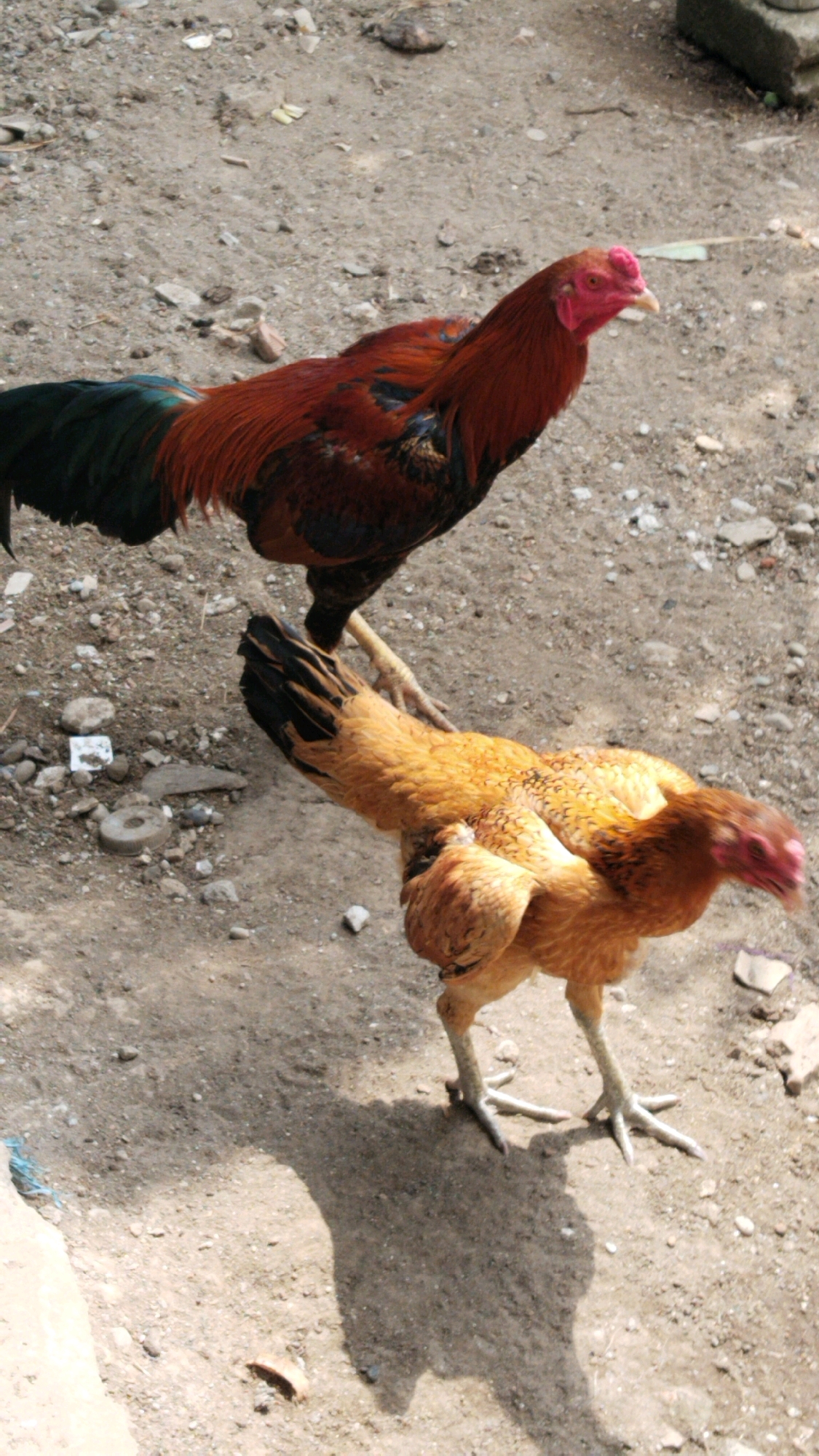 Two roosters are standing on a dirt ground with scattered stones. The rooster in the foreground is facing left and is light brown with dark speckles. The rooster in the background is facing right and is predominantly dark red and black with a green tail feather. The ground appears to be dry and dusty.