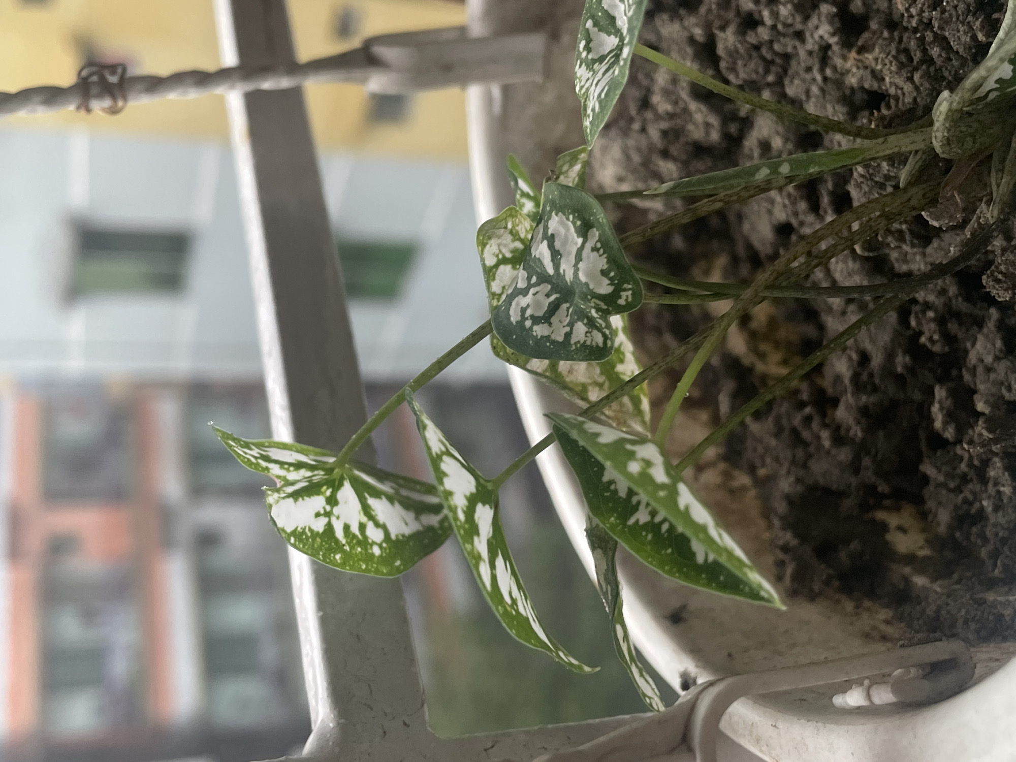 A plant with green and white variegated leaves is growing in a white pot, situated on a balcony in Dhaka, Bangladesh. The pot contains dark soil. A white metal railing is visible, and in the background, a blurry cityscape of multi-story buildings can be seen. The overall scene suggests a typical urban environment.