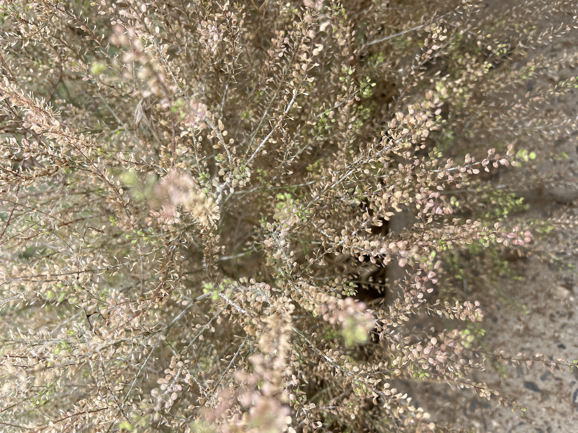 The image depicts a close-up view of a dry, shrub-like plant with numerous small, pale brown leaves and some hints of green. The plant's branches are thin and intertwined, creating a dense, textured appearance. The background is blurred and appears to be a textured surface, possibly ground or a wall, with muted brown and gray tones. There are no people or distinct objects visible, and no action is taking place. The environment seems to be outdoors. The location is identified as Krasnyye Barrikady, Russia.