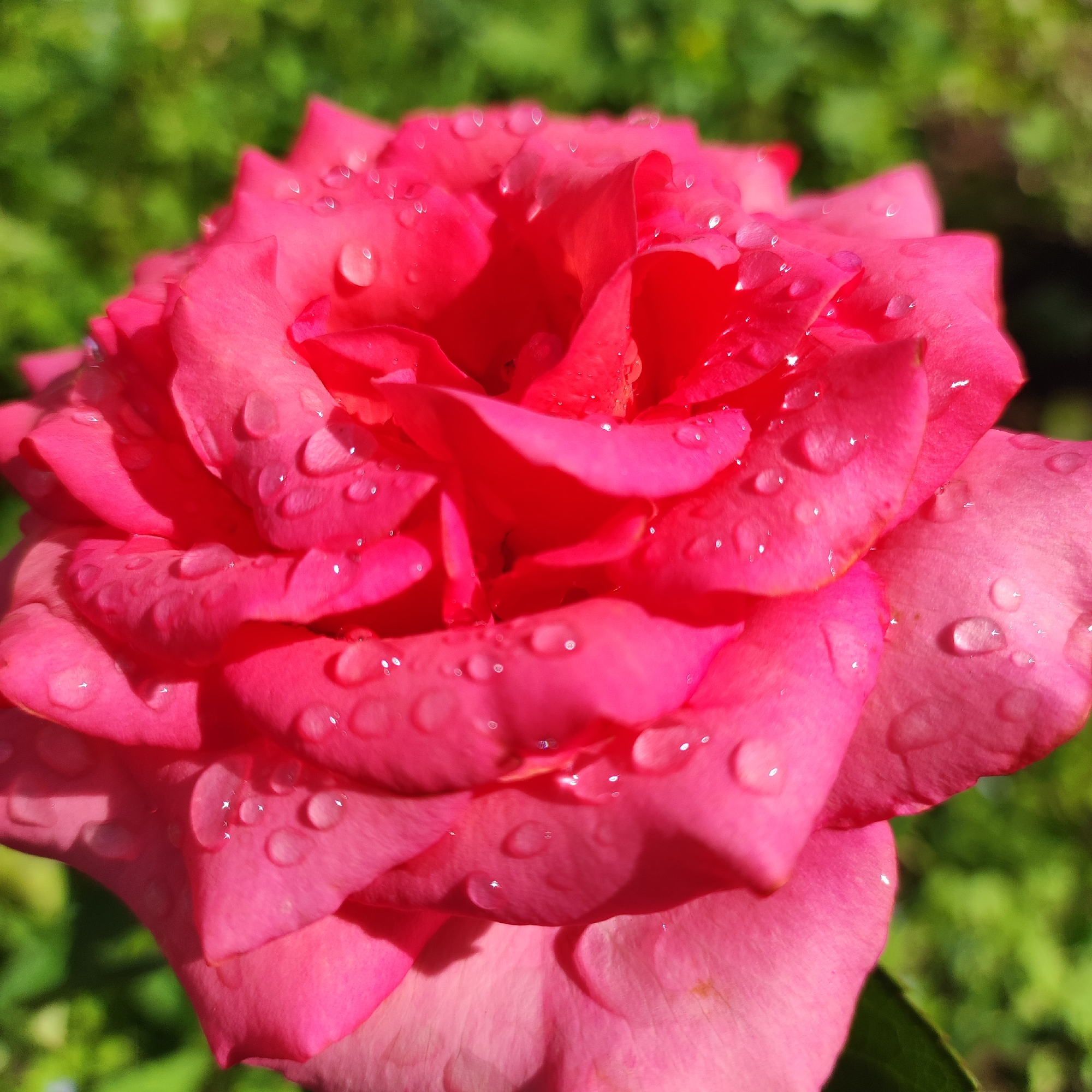 A close-up, slightly angled, outdoor shot showcases a vibrant pink rose in full bloom, its petals covered in numerous small, clear water droplets that glisten in the sunlight. The rose is the primary subject, filling most of the frame. The background is softly blurred, revealing lush green foliage, suggesting a garden setting. The lighting indicates it is daytime, with sunlight illuminating the flower and creating highlights on the water droplets. There are no people or animals visible in the image. The scene appears to be from a garden in Navoloki, Russia, given the context provided.