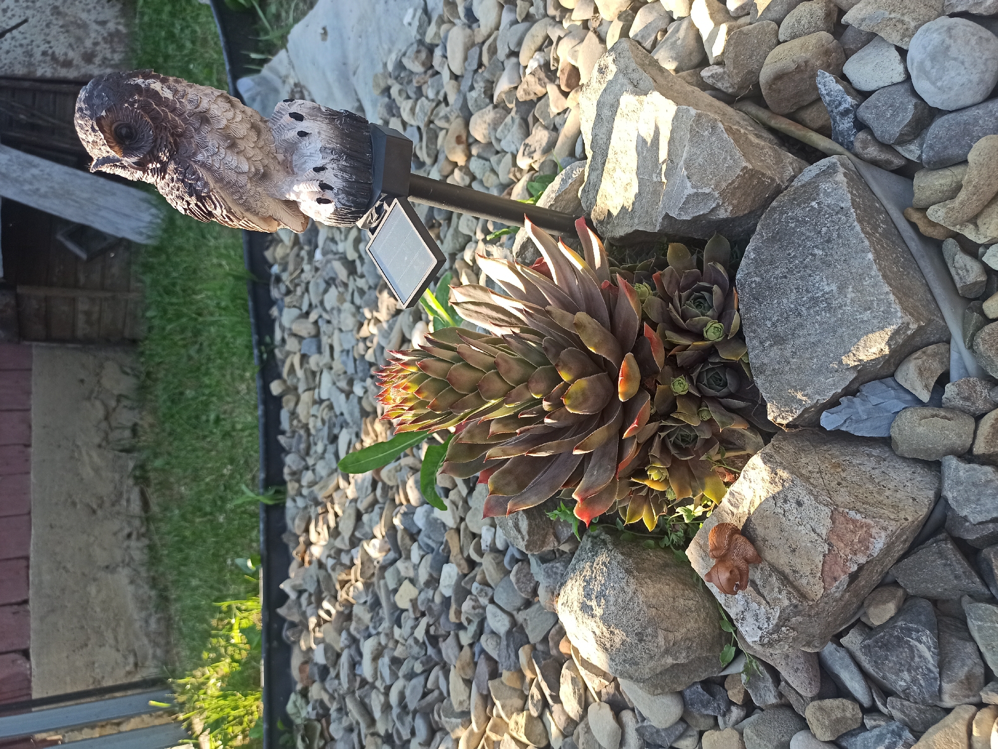 This media file captures a close-up, low-angle view of an owl garden ornament positioned within a rocky landscape, with a succulent plant in the foreground. The owl ornament is detailed, with textured feathers and dark eyes, and is mounted on a dark pole with a small solar panel attached. The surrounding ground is covered with a variety of light-colored, natural stones and gravel. To the left of the ornament, a patch of green grass and a wooden structure are visible, hinting at a garden or outdoor setting. The succulent plant, a Hens and Chicks variety, displays deep red and green rosette-shaped leaves, some tipped with vibrant red, and is nestled amongst the rocks. The lighting suggests it is daytime, with sunlight casting distinct shadows from the rocks and the owl ornament, indicating a clear sky. A small, brown squirrel figurine is placed on one of the larger rocks to the right of the succulent. The overall scene evokes a sense of a well-maintained, decorative garden space. No visible text is present in the image.