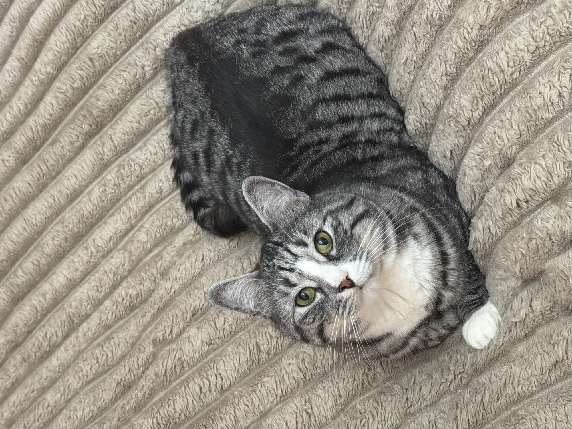 A tabby cat with green eyes and white paws is lying on a beige, ribbed blanket. The cat is mostly grey with black stripes and white markings on its chest and face. The image is taken from a high angle. The cat is the sole subject in the image. The environment is indoors. The location is not determinable from the image.