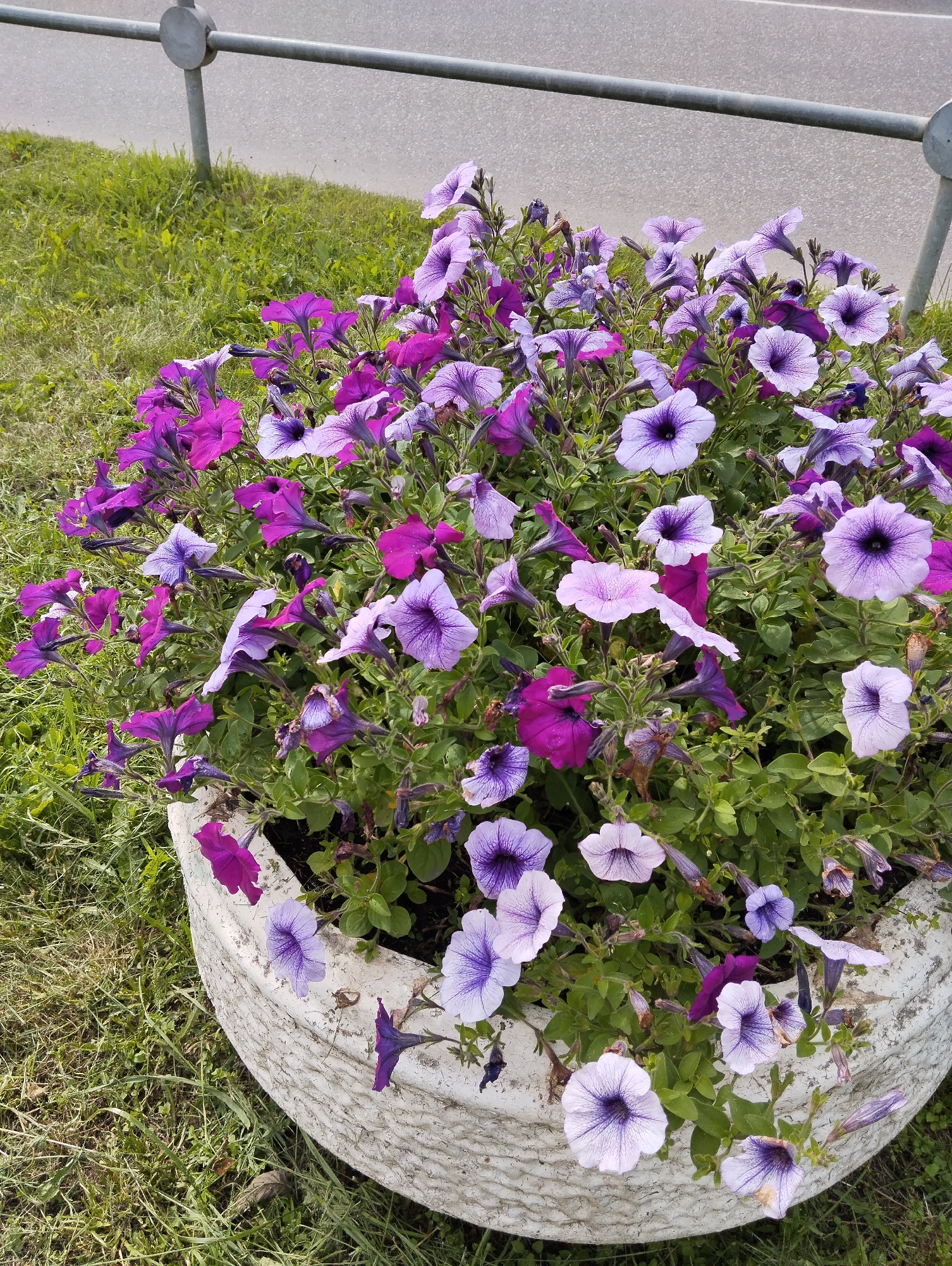 This is a close-up, high-angle, eye-level shot of a large, white, textured planter filled with vibrant purple and pink petunias. The planter is positioned on a grassy area next to a paved surface, likely a road or sidewalk, with a metal railing in the background. The flowers are in full bloom, with many open petals and some closed buds. The lighting suggests it is daytime. The environment appears to be an outdoor urban setting, potentially in a park or along a street in Kingisepp, Russia. There are no people or animals visible in the image.