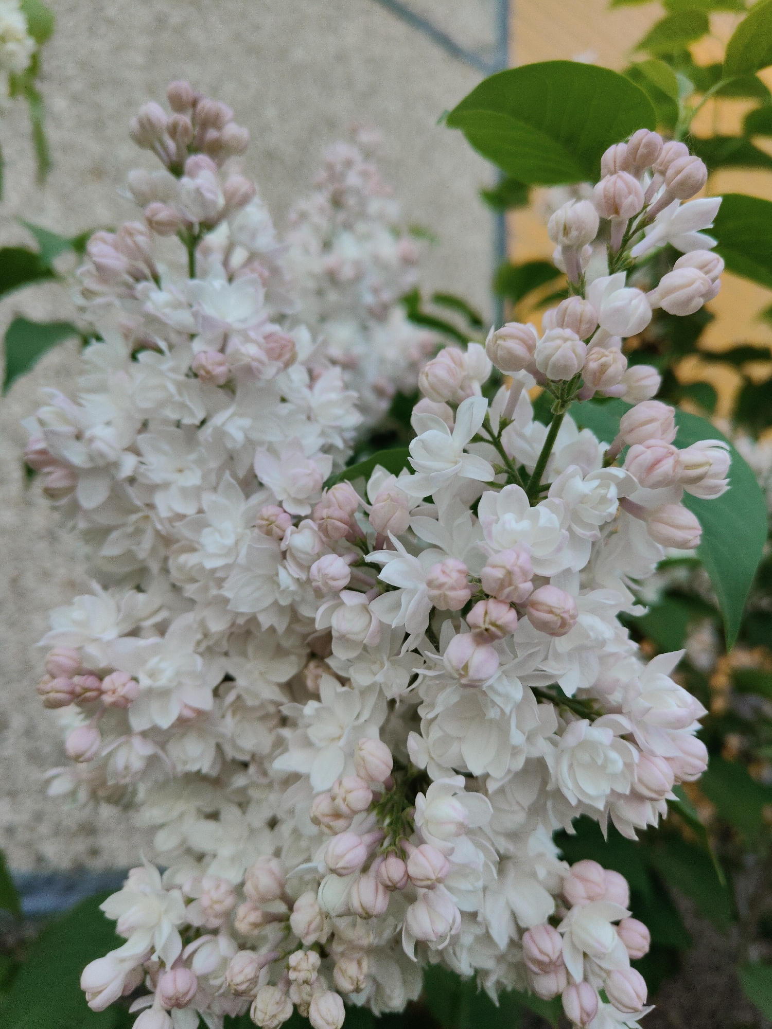 A close-up shot shows a cluster of white and light pink lilac flowers in full bloom. The flowers have small, rounded buds with some already open, displaying delicate white petals. Green leaves are visible amongst the flowers. The backdrop is an out-of-focus wall, beige on the left side and yellow on the right. The location is Unknown, Unknown.