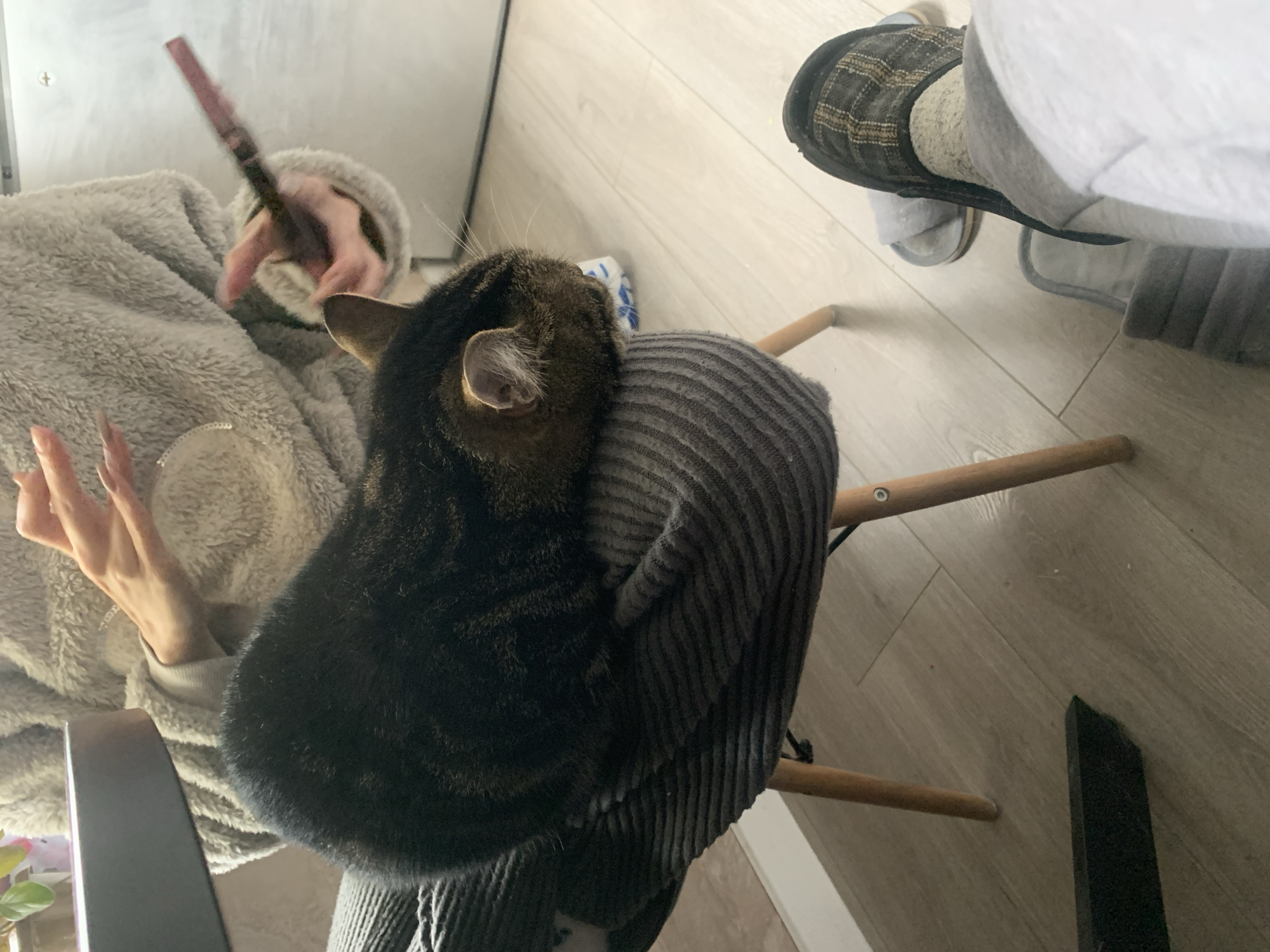 The image shows a person holding a makeup brush, with a cat resting on a chair. Another person is sitting in a chair next to the cat, wearing slippers. The location is not specified, but based on the query, it is said to be in the city of Stavropol, Russia. The surrounding environment is a room with wooden floors.
