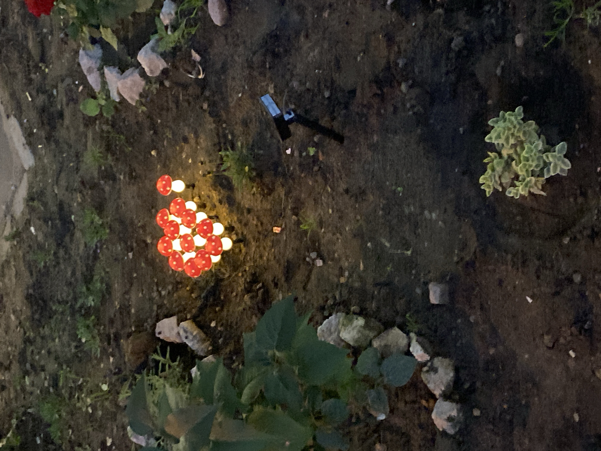 The image shows a cluster of decorative mushroom-shaped lights illuminating a garden area at dusk. The lights are red with white spots and are emitting a warm, yellow glow. They are arranged in a somewhat circular pattern. To the left of the lights, there is lush green foliage and several light-colored stones. In the background, there are more stones and dark soil with scattered vegetation. To the right of the mushroom lights, a dark metal stake with a small rectangular solar panel is visible. Further to the right, a red flower is partially visible, suggesting it is a rose bush. In the lower right portion of the image, a small cluster of light green, succulent-like plants is present. The ground appears to be a mixture of dark soil and small pebbles. The overall scene suggests an outdoor setting, possibly a garden or yard, decorated with whimsical lighting. The location of Мирный, Russia, is not discernible from the visual elements in the image.