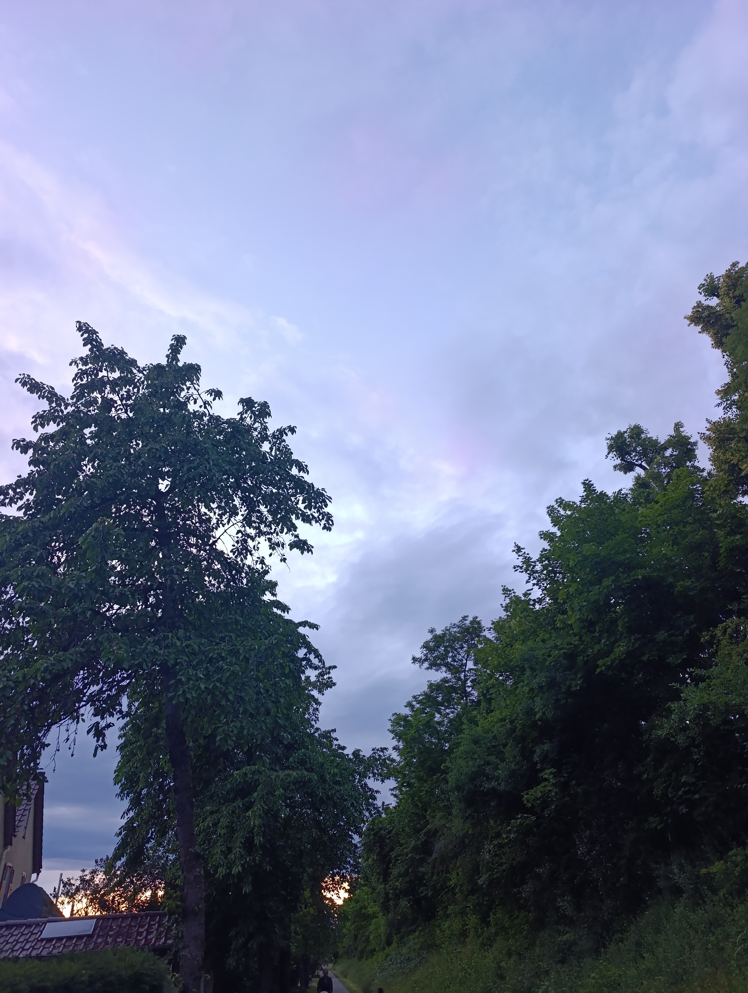 The image depicts a street scene in Pfullingen, Germany, at dusk. A large tree with dense green foliage dominates the left side of the frame, its branches reaching upwards. To the right, a line of trees forms a green wall. In the background, the sky is a pale blue with soft, diffused clouds, tinged with pink and purple hues, suggesting the setting sun. On the far left, a building with a terracotta tiled roof and a smaller adjacent structure are visible, partially obscured by the trees. A narrow path extends into the distance, flanked by greenery, and a solitary figure can be seen walking away from the camera, appearing as a dark silhouette. The overall atmosphere is calm and serene, characteristic of a twilight hour in a suburban or rural setting.