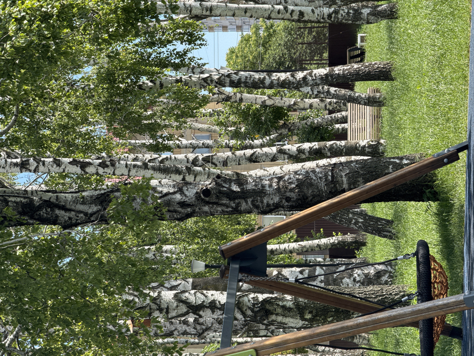 The image depicts a cluster of birch trees in an urban park setting, likely in the city of Mikhaylovsk, Russia. In the foreground, a portion of a child's swing set is visible, featuring wooden supports and a woven basket swing. The ground is covered in lush green grass, indicating a park or recreational area. Behind the trees, partially obscured by foliage, are buildings that appear to be apartment complexes. In the mid-ground, a wooden park bench is situated on the grass, and further back, a dark fence runs along the perimeter of the area. The scene is lit by natural daylight, suggesting it was taken during the day. No people are present in the image.
