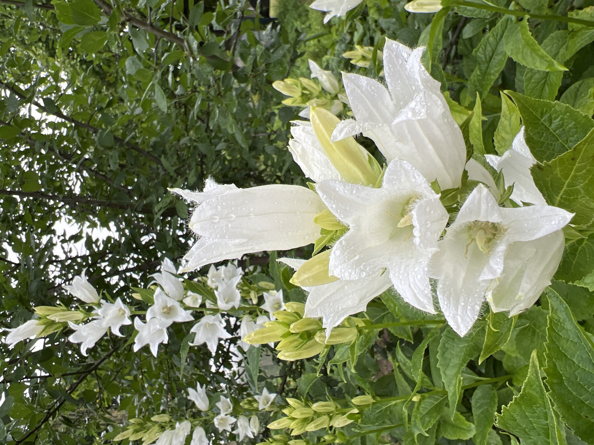 This is a close-up, eye-level photograph of a cluster of white bellflowers covered in water droplets, set against a background of lush green foliage and tree branches. The flowers are in various stages of bloom, with some fully open and others still in bud. The leaves of the bellflowers are a vibrant green, with slightly serrated edges. The background shows a dense arrangement of green leaves and branches, suggesting a garden or wooded area. The lighting appears to be natural daylight, possibly overcast given the lack of harsh shadows and the soft illumination. The image conveys a sense of freshness and natural beauty, likely captured after or during a rainfall. The location specified, Zhigalki, Russia, implies a natural or semi-natural setting within that region. There are no people or animals visible in the image.