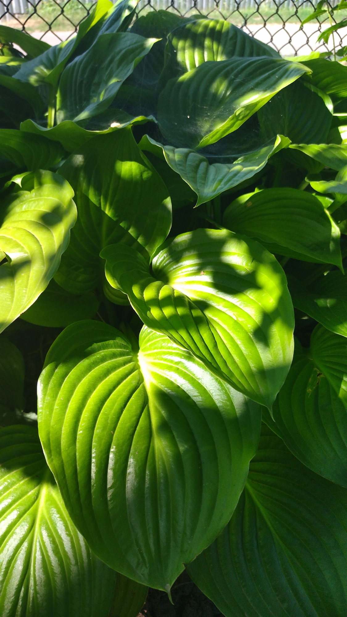 The image shows a close-up of lush, green hosta leaves with prominent veins. Sunlight casts dappled shadows across the foliage, highlighting the texture and depth of the leaves. In the background, a chain-link fence is visible against a bright sky. The setting appears to be an outdoor garden or park area within the city of Khmelnytskyi, Ukraine, likely a residential area or public space given the presence of the fence and the well-maintained foliage. There are no people or animals present in the image.