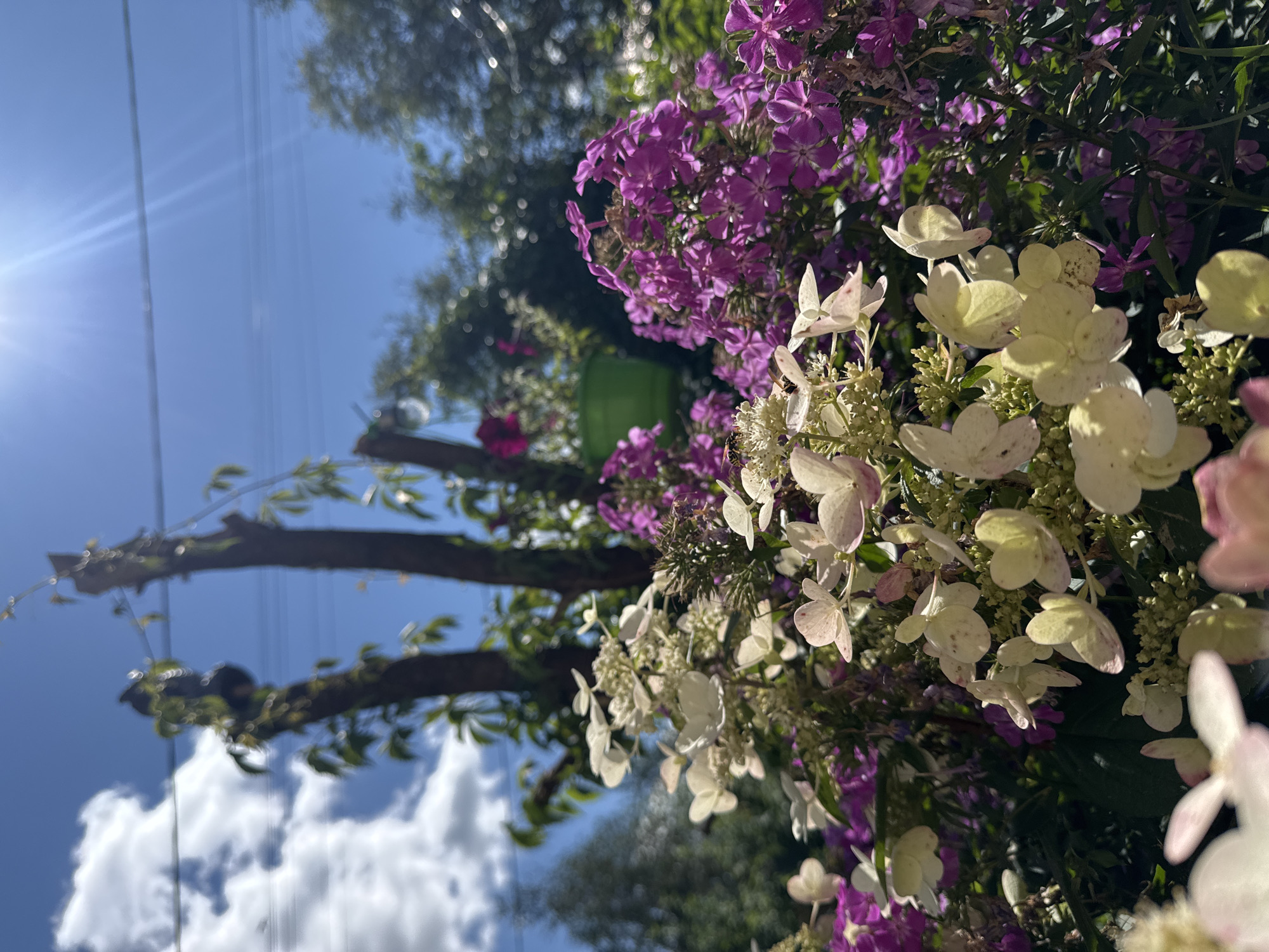 A close-up, low-angle shot captures a vibrant display of blooming flowers, primarily white and purple hydrangeas, with hints of pink. The flowers are densely clustered in the foreground, with some in sharp focus and others softly blurred. Behind the flowers, the sun shines brightly in a clear blue sky, casting lens flares and illuminating thin power lines strung between two bare tree trunks. Lush green foliage and more trees form a backdrop. A bright green planter is visible in the mid-ground. Two flies are present on the white flowers in the foreground. The scene is outdoors, likely in a garden or park setting in Prokopyevsk, Russia, given the presence of typical Northern flora and clear skies indicative of daytime.