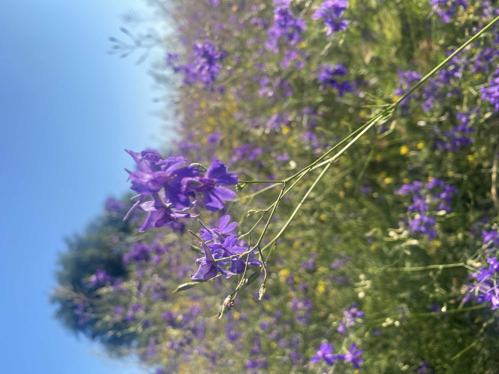 This image shows a field of purple flowers with a clear blue sky overhead. In the foreground, a single stalk of purple flowers is in focus, with its delicate petals and stem clearly visible. The background is filled with a blur of more purple flowers and some yellow wildflowers, creating a vibrant and natural scene. A large, green tree is visible in the distance, contributing to the pastoral landscape. The scene is devoid of any human presence or man-made structures, suggesting a natural or wild environment. The image captures the beauty of nature in bloom, likely during a warm season. Given the lack of identifying landmarks, the specific location in Novooleksandrivs'ke, Ukraine, cannot be determined from the visual information alone.