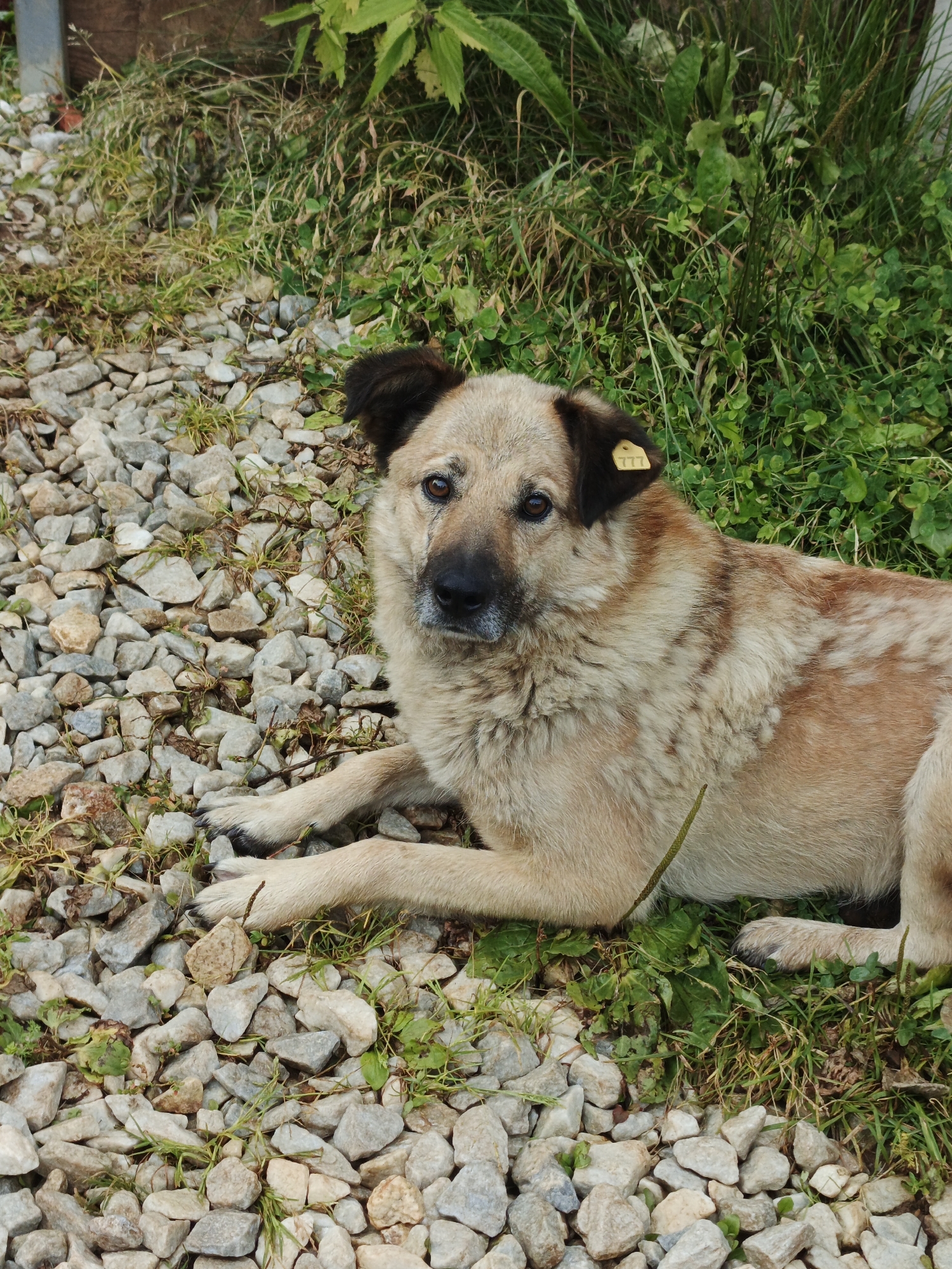 A light brown dog with dark brown ears and a yellow tag on its left ear is lying down on a surface composed of gravel and grass. The dog is facing the camera with its head slightly turned to its left. Its eyes are open and it appears to be alert. The background consists of green grass and some foliage. The dog has a metal tag on its ear with the number "777" embossed on it. The scene appears to be outdoors, possibly in a yard or a park, in Medvedyovka, Russia. The lighting suggests it is daytime.