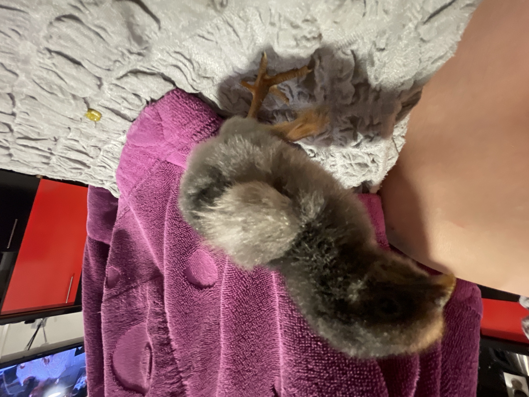 A small, fluffy chick, predominantly dark grey and black with some lighter brown and tan patches, is the central subject of the image. Its light brown, scaly legs and distinctive claws are visible extending upwards from its back. The chick appears to be resting on or nestled against a soft, textured purple fabric, resembling a towel or blanket. Adjacent to this purple fabric, and partially beneath the chick, is a grey, textured material, possibly another blanket. A tiny, yellowish, irregular object rests on the grey fabric.
On the right side of the frame, a segment of light-skinned human arm or leg is visible, suggesting the chick is being held or is close to a person. The background to the lower left reveals elements of an indoor setting, including red cabinet doors with sleek silver handles and a black electronic device, likely a television or computer monitor, which appears to be powered on, though its screen content is blurry and indistinct. The overall scene conveys a calm, domestic atmosphere, with the chick appearing peaceful. No legible text is visible in the image. This scene is situated in Zlatograd, Bulgaria.