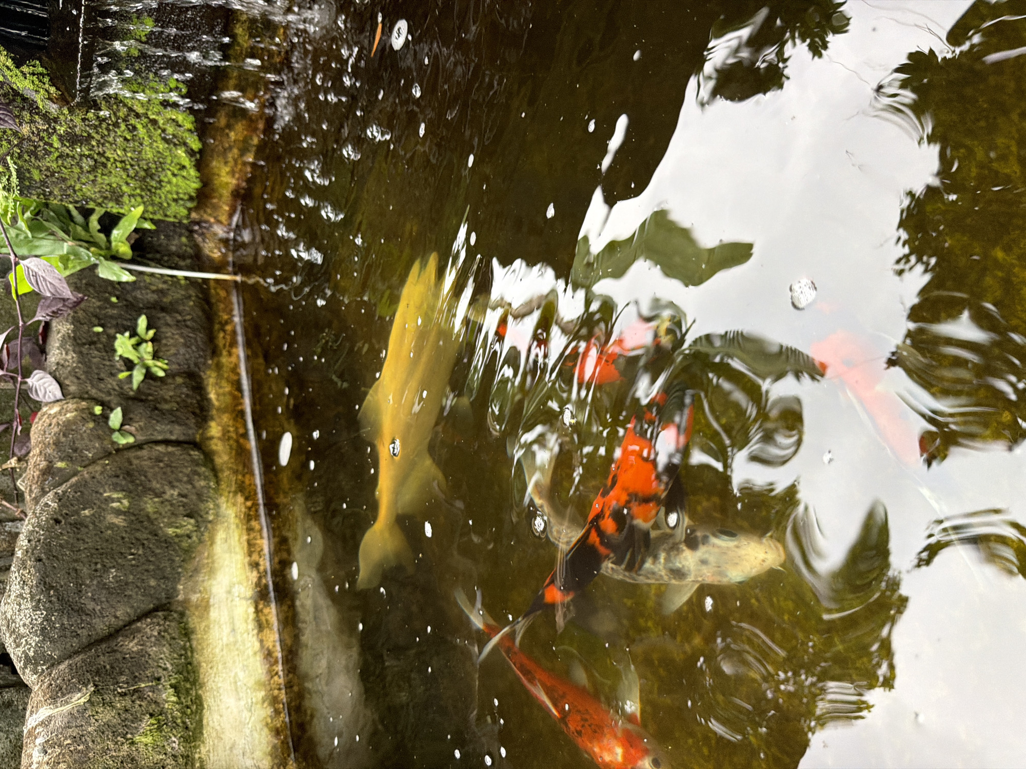 This image depicts a close-up view of a koi pond, likely located in Ubud District, Indonesia. The water is dark and somewhat murky, with ripples and small white bubbles on the surface. Several koi fish are visible, including a prominent bright yellow one swimming near the top, and several others with orange, black, and white markings beneath the surface. The edge of the pond is lined with rough, moss-covered stones, and lush green moss and plants are growing on the rocks, with a small waterfall cascading down on the right side of the frame. The overall impression is of a tranquil, naturalistic water feature.