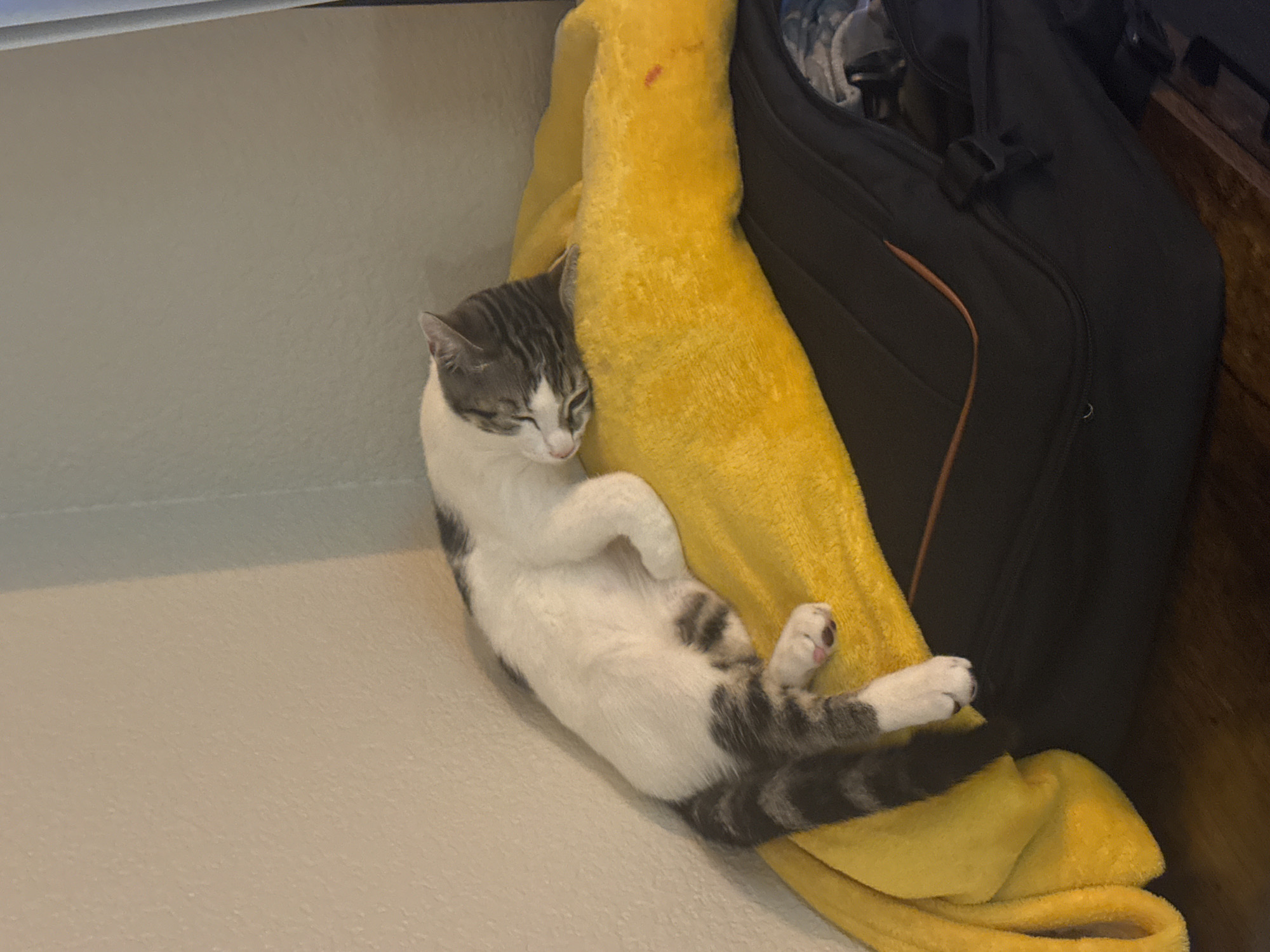A tabby and white cat sleeps on a yellow blanket, which is draped over a black suitcase. The cat is lying on its side, with its head resting on the blanket and its eyes closed. Its tail is curled around its body. The suitcase is open, and some items are visible inside. The scene is indoors, with a textured beige wall in the background. The image appears to be taken in a residential setting in Citrus Heights, United States of America.