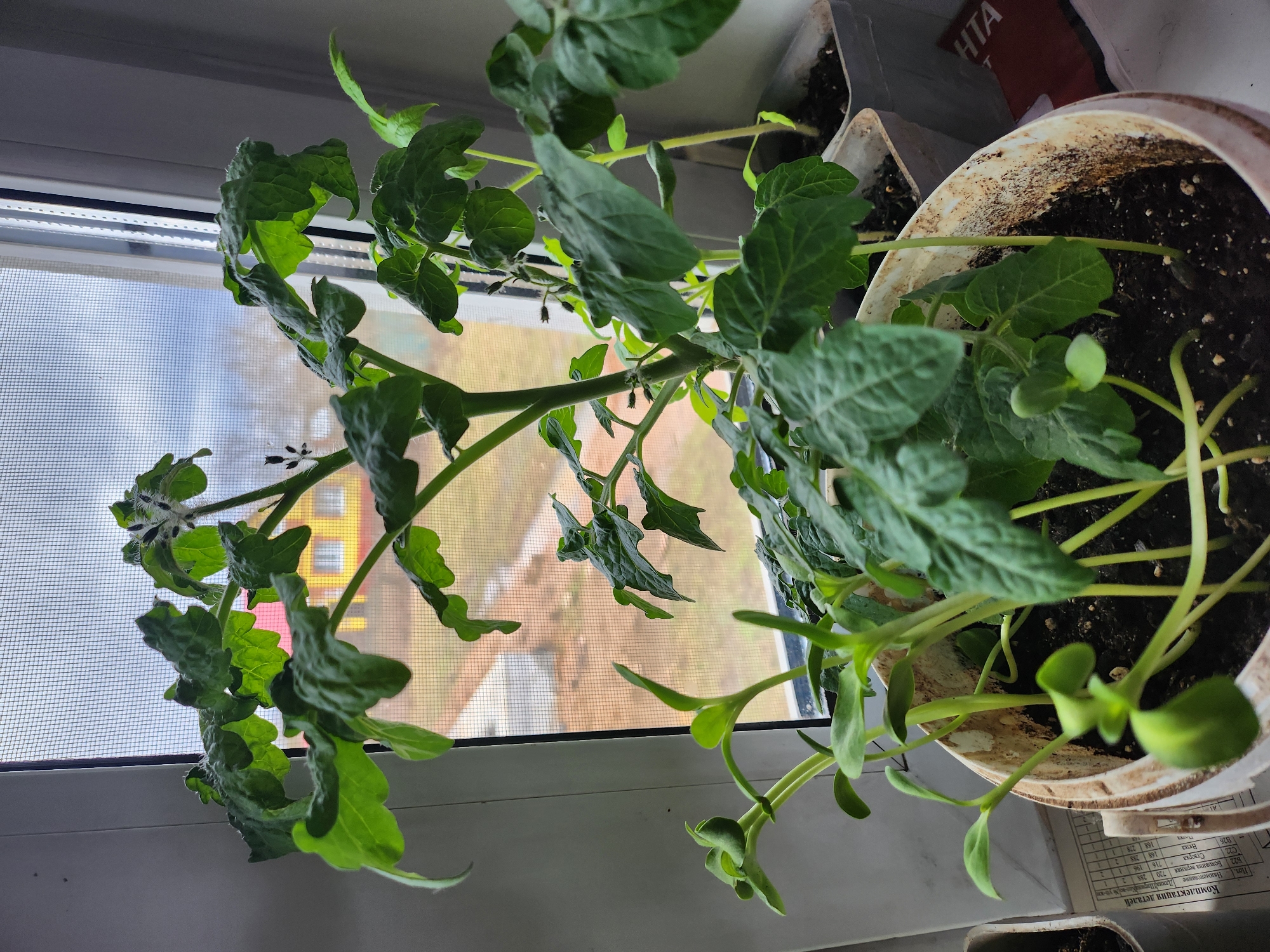 The image captures a close-up, diagonal view of healthy green plants, likely tomato plants, growing in pots on a windowsill during daytime. The plants fill most of the frame, showcasing their vibrant leaves and multiple stems. Several small, dark clusters, possibly early flower buds or nascent fruits, are visible on the stems of the main plant.
The pots, one of which shows some staining or dirt marks on its rim, are placed on a white windowsill. Behind the plants, a window screen is visible, offering a blurred view of an outdoor scene with buildings, including one with prominent yellow and red sections, suggesting an urban or suburban environment in Krasnogorskoye, Russia. Natural light illuminates the scene, indicating daytime, with an overcast or hazy sky discernible through the screen.
In the upper right corner, another plant in a partially visible container is present. Below the main pots, on the surface beneath the window, a piece of paper with visible text is lying. The text, largely in Cyrillic script, includes "Комплектация деталей" (Kit/Parts List), "Наименование" (Name), "Длина" (Length), "Ширина" (Width), and "уп-ко" (likely abbreviation for package quantity), along with various numbers like 720, 288, 196, 168, and 278. Another label with "HTA" is partially visible behind one of the pots. The scene conveys a sense of domestic gardening and nurturing plant life indoors.