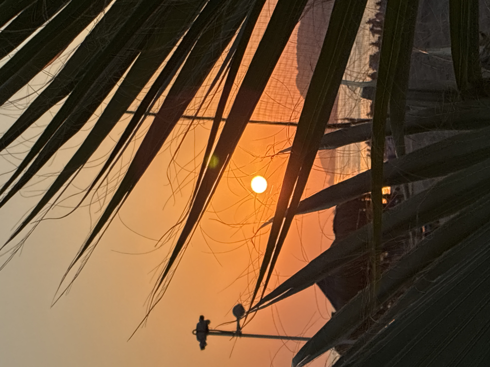 This image captures a sunset scene in Alanya, Turkey, viewed through the fronds of a palm tree in the foreground. The sun, a bright orb of orange, is visible in the center of the frame, casting a warm glow across the sky. The sky transitions from a soft peach color near the horizon to a lighter, creamy hue at the top.
In the mid-ground, silhouetted against the sunset, is a lamppost with multiple lights, and a small building with a thatched roof. Beyond this, a body of water, likely the Mediterranean Sea, reflects the sunset's colors. In the far distance, a hazy mountain range is visible. The overall impression is one of a serene coastal evening.