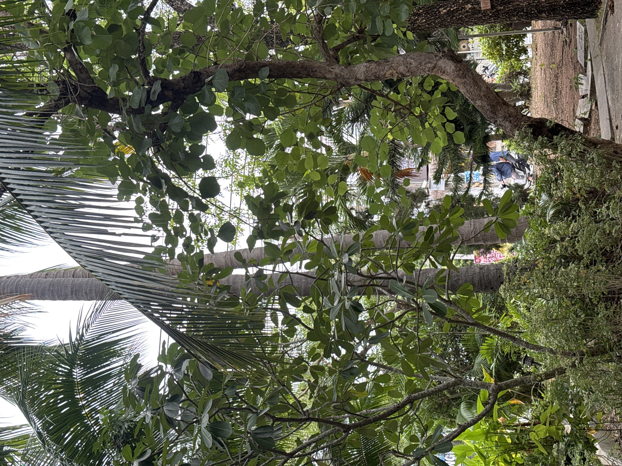 The image captures a lush, tropical scene in what appears to be a park or garden area within the Ko Samui District of Thailand. The foreground is dominated by dense green foliage, including palm fronds and leafy trees with rough bark. A prominent, gnarled tree trunk curves into the frame from the right. In the mid-ground, more trees and plants create a layered effect. In the background, a person is visible riding a scooter on a paved path, with buildings and other vegetation visible beyond. The overall impression is one of a vibrant, natural environment within an urban setting.