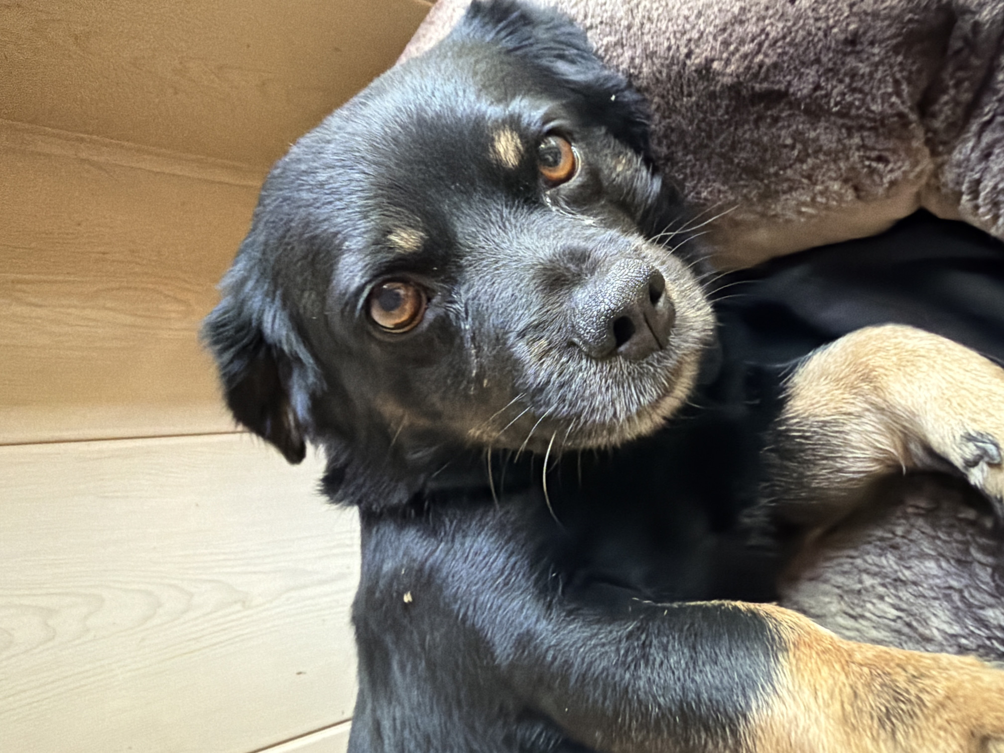 A black and tan dog lies on a brown, textured surface. The dog's head is resting on its paws, and its eyes are looking directly at the camera. The dog's fur is short and appears slightly matted in places. There are a few small yellow specks visible on the dog's back. The background consists of light-colored wooden paneling. The image is taken from a close-up perspective, focusing on the dog's face and upper body. The lighting is soft and natural, casting no harsh shadows. The overall impression is one of a relaxed and comfortable animal in a domestic setting.