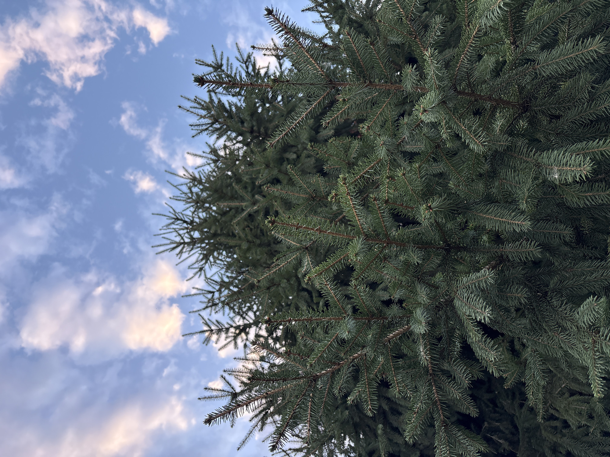 This is a close-up, eye-level, vertical shot of the upper branches of a dense evergreen tree, likely a spruce, set against a bright blue sky with scattered, fluffy white and pink clouds. The needles are a deep green, and the branches are thick and numerous, obscuring much of the background tree. The lighting suggests it is either early morning or late afternoon, with the sun casting a warm glow on the clouds. No people or animals are visible. The location is identified as Bobrov, Russia.