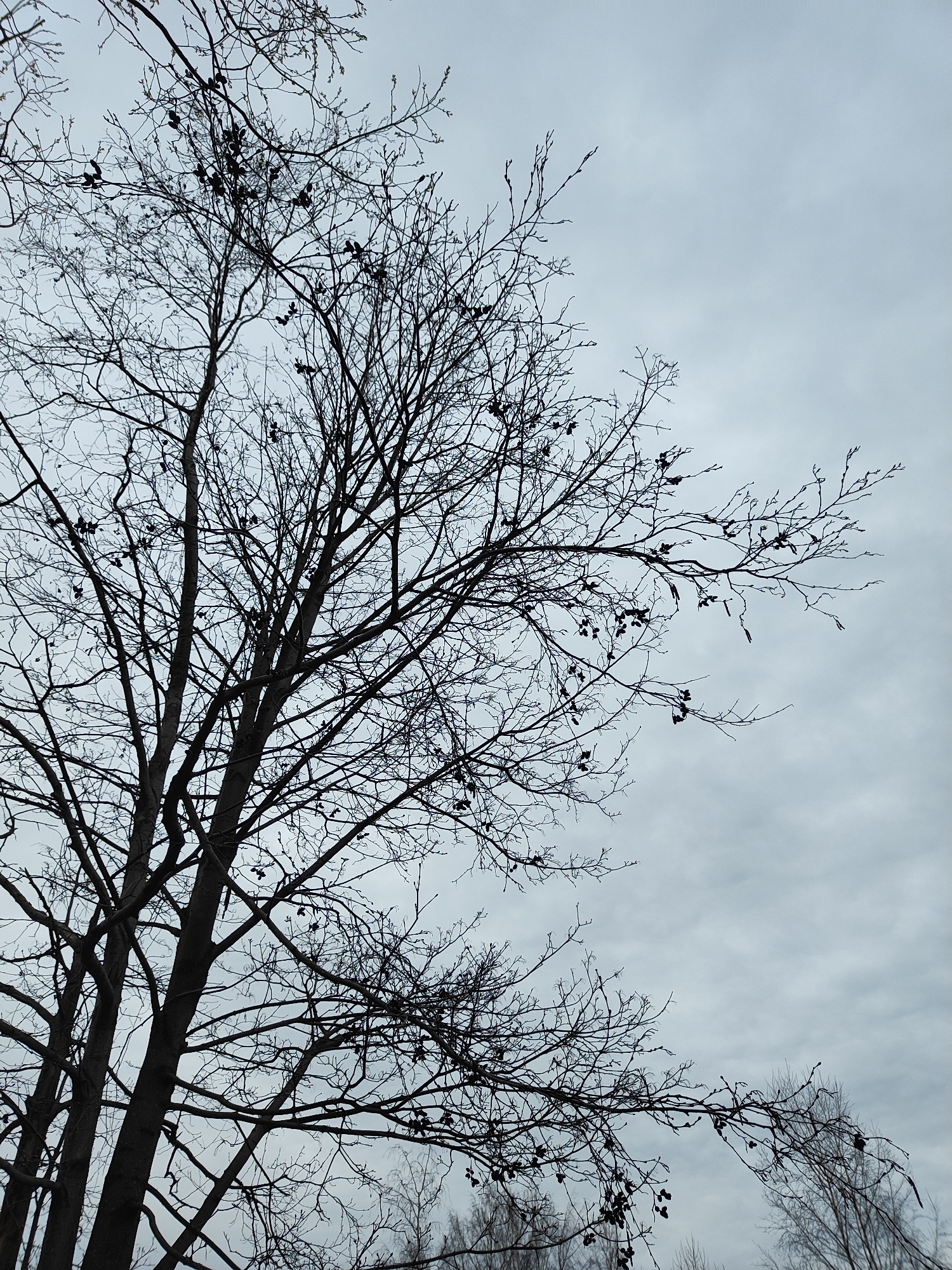 The image depicts a tree with bare branches against a cloudy sky. The location appears to be outdoors in an urban area, as suggested by the presence of other trees in the background. The foreground tree has a dark silhouette against the lighter sky. There are remnants of dark berries or similar objects clinging to the branches. The environment is overcast, contributing to the overall somber mood of the image.
