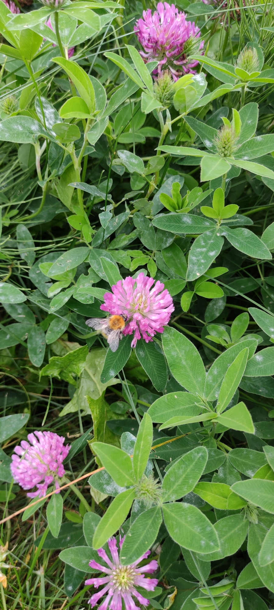 A bumblebee, its body covered in amber and black fuzz, is actively foraging on a vibrant pink clover flower. The bee is positioned on the left side of the flower's head, its delicate legs gripping the petals as it extracts nectar. Surrounding the flower is a dense bed of lush green clover foliage, some of which exhibits a light dusting of white. In the background, more pink clover blooms and green stems are visible, creating a natural, wild setting. The image appears to be taken outdoors in a grassy area, possibly a meadow or park, in Rosinka, Russia.