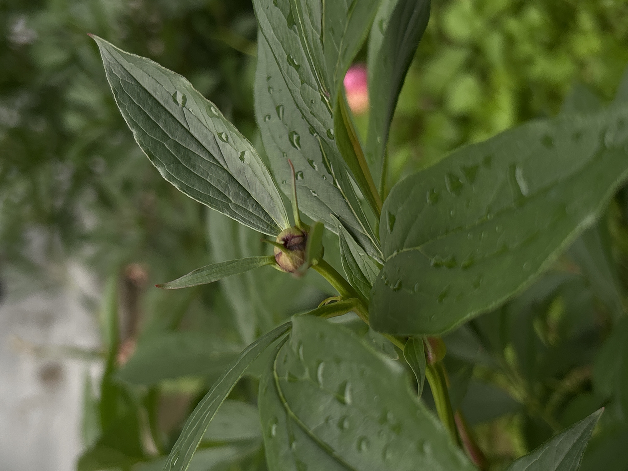 A close-up, vertical, eye-level shot focuses on the unopened bud of a peony plant, glistening with water droplets, set against a blurred background of lush green foliage. The bud, predominantly a deep maroon with hints of green and a reddish tip, is cradled by vibrant green leaves. Some leaves are smooth and broad, with visible veins, while others are narrower and more pointed. The water droplets on the leaves suggest recent rainfall. In the far background, a soft blur of pink indicates another peony blossom, though it is out of focus. The overall impression is one of nature's quiet beauty after a rain shower. The location in Noviy, Russia, is not visually discernible from the image itself; it is inferred from external information.