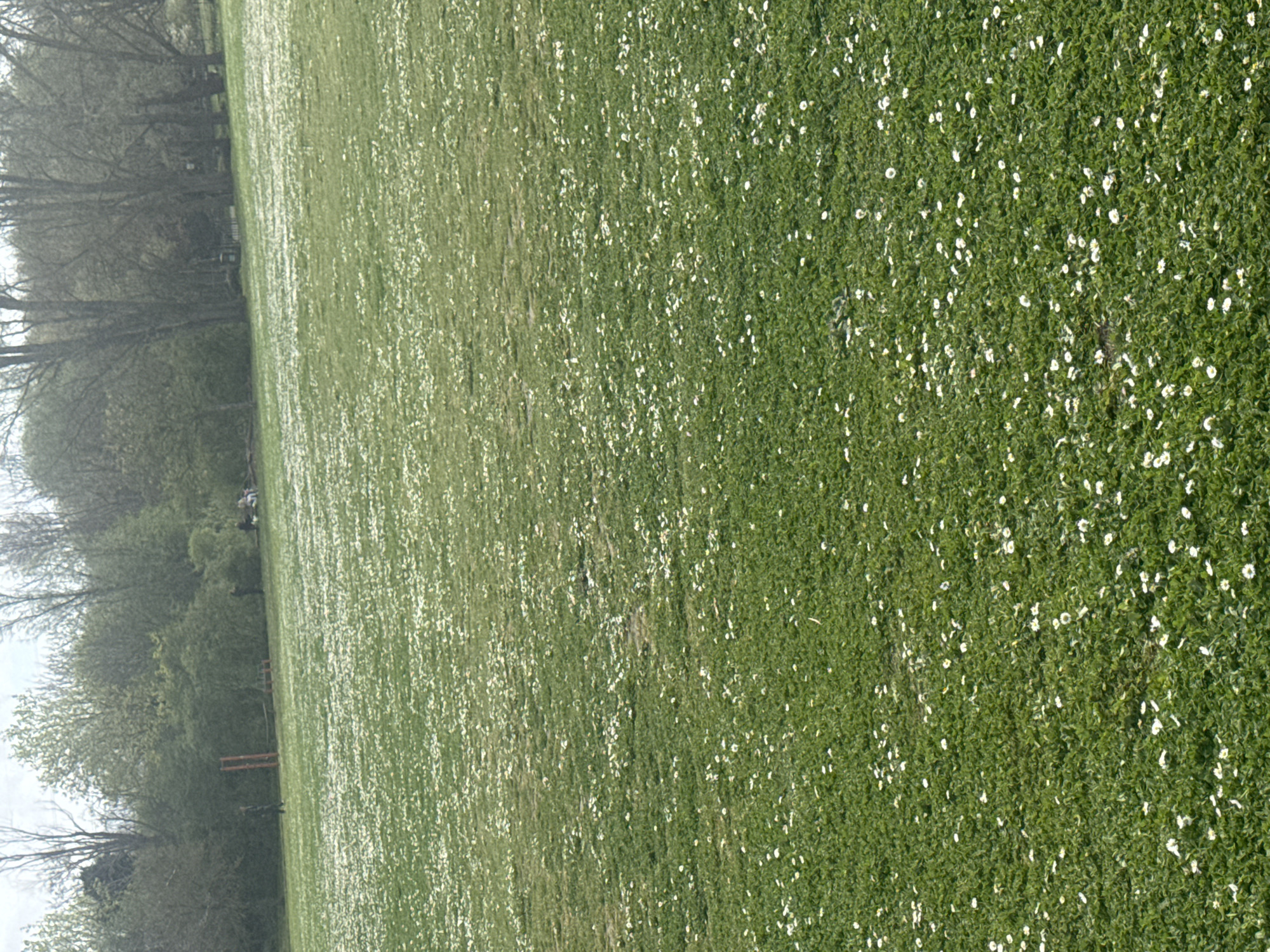 The image depicts a large grassy field, densely populated with small white flowers, likely daisies. The field appears to be in a park setting, evidenced by the presence of trees along the left side of the image. In the middle-ground, wooden structures and faint figures suggest possible recreational facilities or human activity. The location is strongly suggested to be London, United Kingdom, given the parkland setting and the presence of common European flora. The image is taken from an elevated perspective, possibly from a low-flying drone or a high vantage point on the edge of the field.