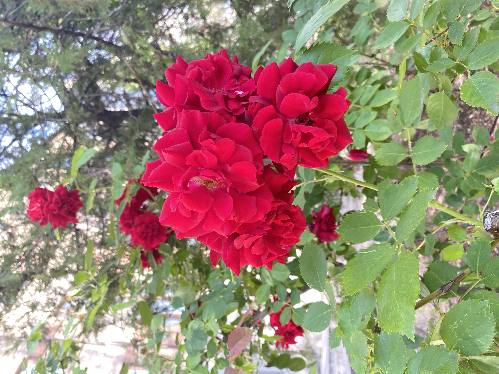 In an outdoor, natural setting, a close-up view showcases a cluster of vibrant red roses in full bloom. The roses are positioned in the foreground, with their petals unfurling in layered complexity. Numerous green leaves with serrated edges surround the flowers, some appearing slightly aged and tinged with brown. In the background, out-of-focus elements suggest a dappled light filtering through trees, with hints of evergreen foliage and a light-colored building structure visible. The scene appears to be in a garden or yard.