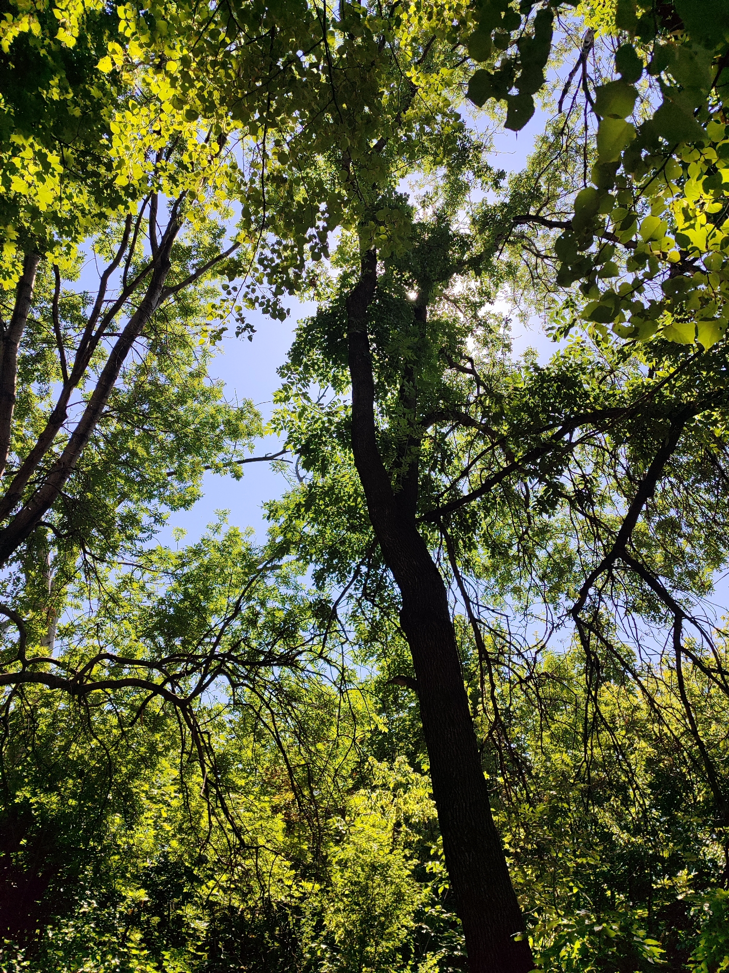 This is a low-angle, eye-level, full-shot photograph looking up at the canopy of a forest or park. The sky is a clear blue, with the sun visible through the dense foliage in the upper portion of the frame, creating a lens flare effect. The trees are tall and lush, with abundant green leaves and branches creating a dappled light pattern. The trunks of several trees are visible, with one prominently in the foreground on the right side of the image. The overall impression is one of a vibrant, sun-drenched, natural environment. The specific location is unknown.