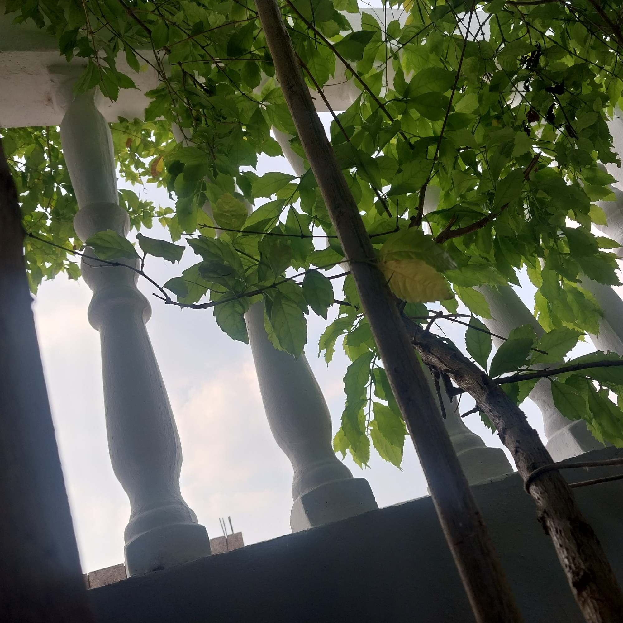 The image displays an upward-looking perspective from the city of Tinaquillo, Venezuela, showcasing a dense arrangement of green foliage and woody plant stems. Partially obscured by the vegetation are several white, classically-styled balusters, which are architectural elements likely belonging to a railing or balcony. These balusters exhibit sculpted forms with distinct base and mid-sections. A prominent, rough-textured woody stem or branch runs diagonally across the mid-frame, interwoven with vibrant green leaves, some of which show minor yellowish discoloration. The background consists of a bright, overcast sky with diffused cloud cover. No human subjects or discernible activities are depicted within the frame.