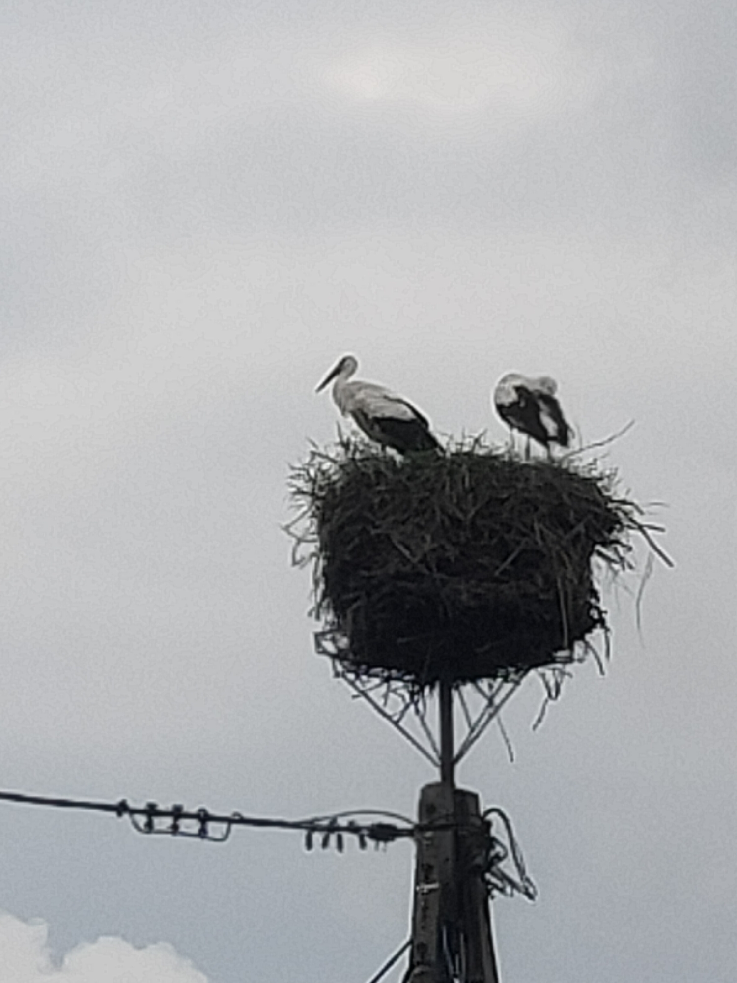 In Prawdowo, Poland, two storks are perched in a large, messy nest atop a pole that appears to be a utility pole. One stork is standing and facing left, while the other is facing right and appears to be settling down. The nest is made of twigs and grass. The sky is overcast and appears to be a pale gray. In the foreground, there is a power line with insulators.