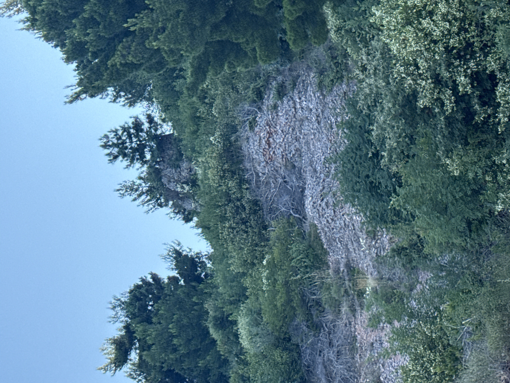 The image shows a rocky hillside covered with dense green vegetation and scattered pine trees under a clear blue sky. The terrain is uneven and rugged, with sections of exposed rocks and scree interspersed with bushes and trees. The vegetation appears healthy and lush, suggesting a temperate climate. The scene is natural and undeveloped, indicative of a rural or mountainous area. There are no people or man-made structures visible in the image, suggesting it is a remote or natural landscape. The lighting suggests it is daytime, possibly late afternoon or early morning due to the soft light and clear sky. This scene likely depicts a part of the natural landscape surrounding Sveti Stefan, Montenegro, known for its rugged coastline and Mediterranean vegetation.
