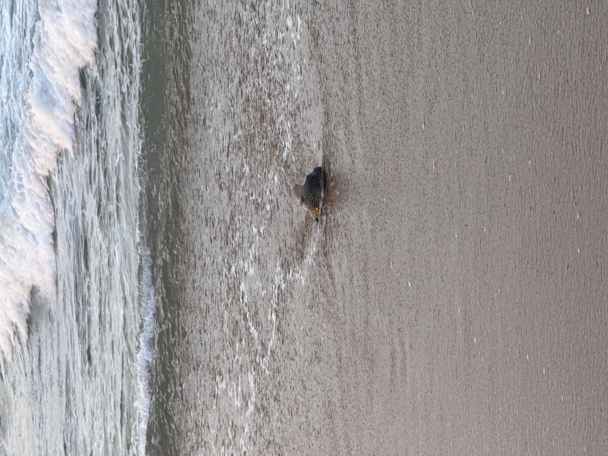 A single pufferfish is beached on a sandy shore, near the water's edge. The setting is Arugam Bay, Sri Lanka, suggesting a tropical beach environment. The sand is wet and textured, with ripples indicating the presence of receding waves. Foamy white water from the ocean gently washes over the sand and the pufferfish. The pufferfish itself appears dark and spiky, resting on its side. The water is a muted blue-grey, blending with the sand. The overall scene suggests a calm, possibly overcast day, given the soft lighting. There is no visible text in the image.