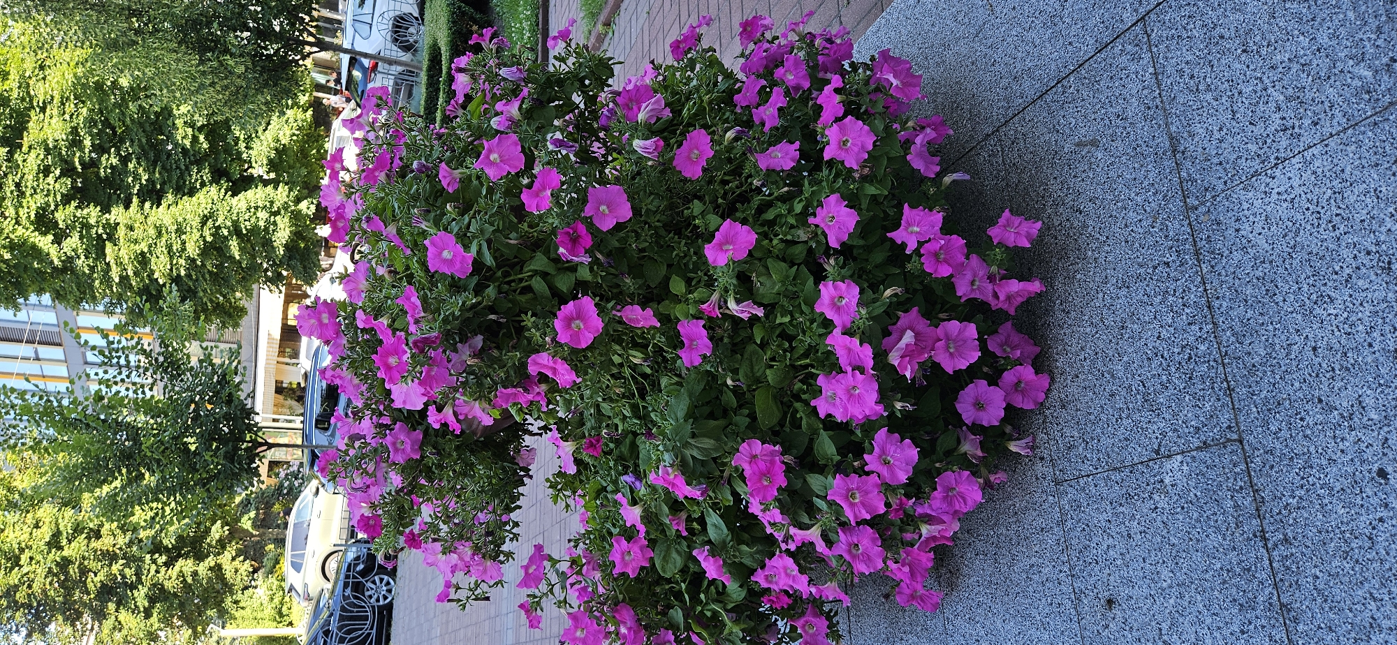 An exterior, eye-level shot captures a large planter overflowing with vibrant pink petunias. The planter itself rests on a base of grey, speckled stone. Behind the planter, a paved walkway of brick is visible, with trees and a modern building forming the background. Cars are parked in the distance, suggesting an urban setting. The lighting indicates it is daytime, likely with sunlight filtering through the trees.