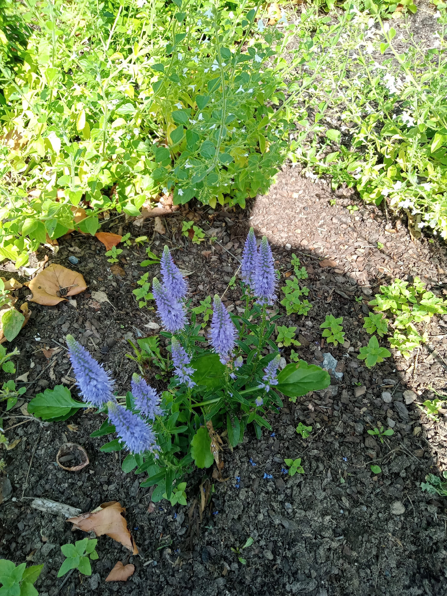 An outdoor, high-angle, eye-level, full shot captures a patch of garden soil with several plants. In the foreground and slightly to the left of center, a cluster of purple, spike-shaped flowers with green leaves grows from the dark soil. Scattered around the flowers are several dry, brown leaves and small green sprouts. The background is filled with dense green foliage, some of which has small white flowers. The ground appears to be covered with mulch and dirt, with shadows indicating sunlight filtering through the leaves. The scene is likely a garden bed in Schwerin, Germany, possibly in a park or residential area. No people or animals are visible.