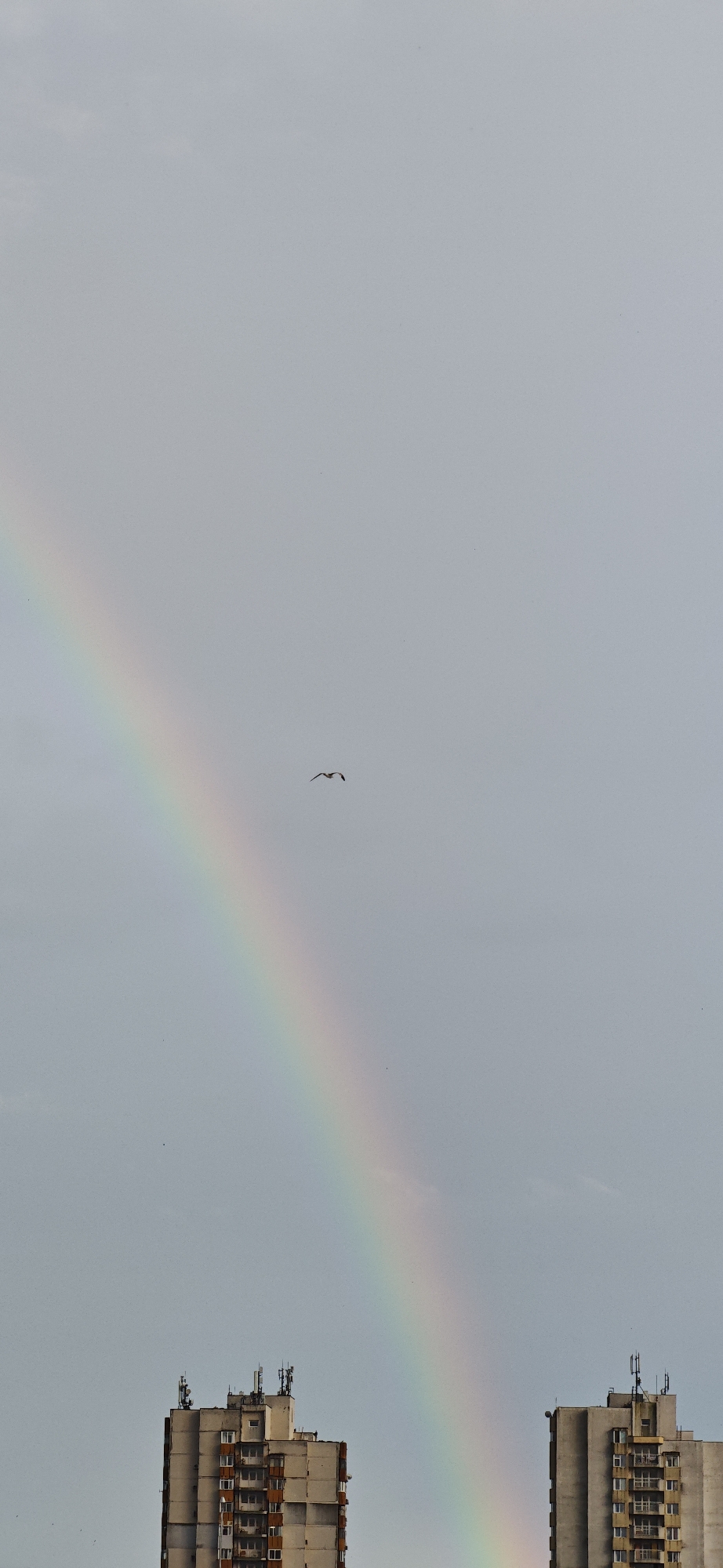 A vertical shot of a partial rainbow stretching across a gray sky. The ends of the rainbow appear to terminate on two high-rise buildings in the foreground. The buildings are of a similar design, with a light gray, concrete-like exterior. Each building has a series of rectangular windows, some of which have visible window frames. On the roof of each building are various antenna structures. There is a single bird in flight, silhouetted against the sky, near the center of the rainbow arc. Based on the architectural style and geographic context, this scene likely depicts a residential district in Burgas, Bulgaria.