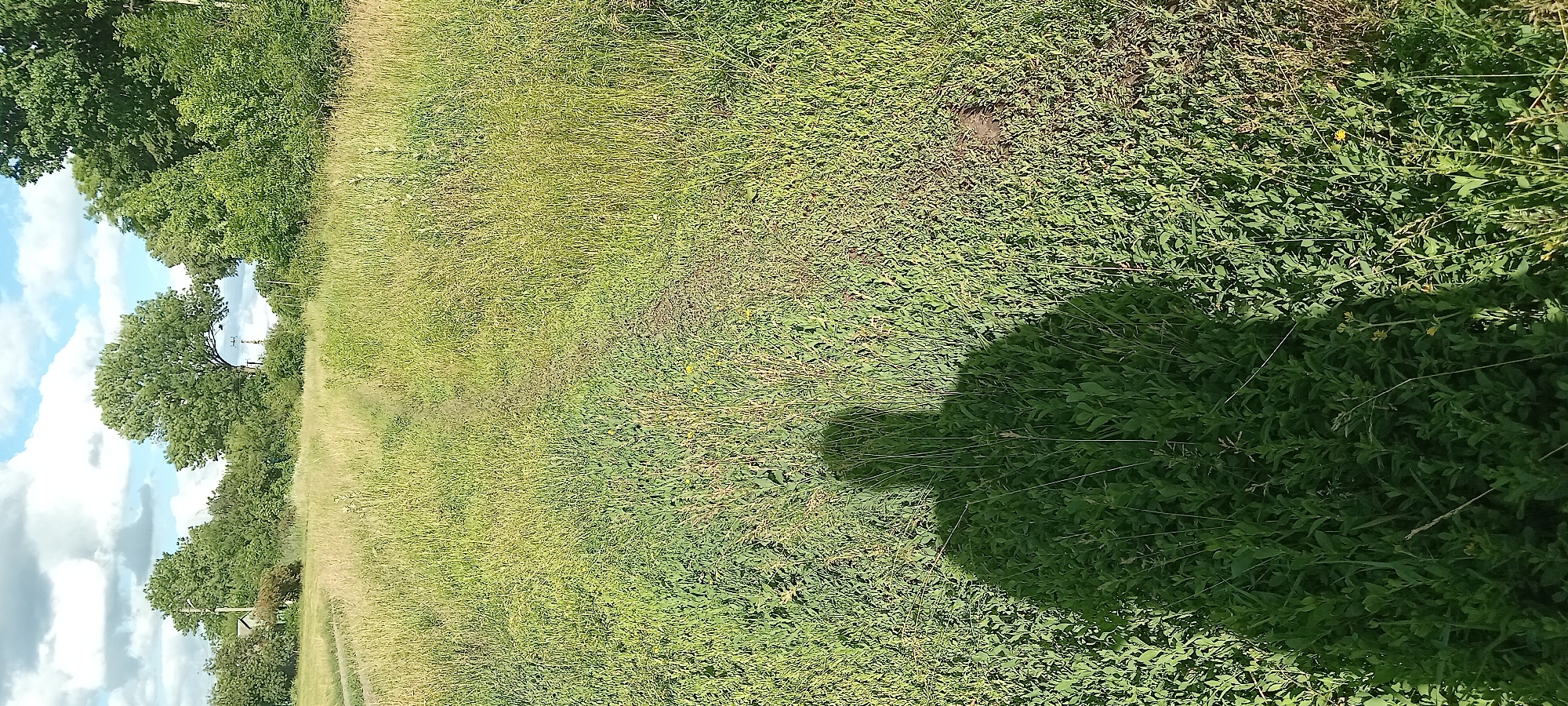 A shadow of a person is cast on a field of tall green grass. The shadow is in the foreground and covers the lower left quadrant of the image. In the background, there are trees and a cloudy blue sky. The location is Koviahy, Ukraine.