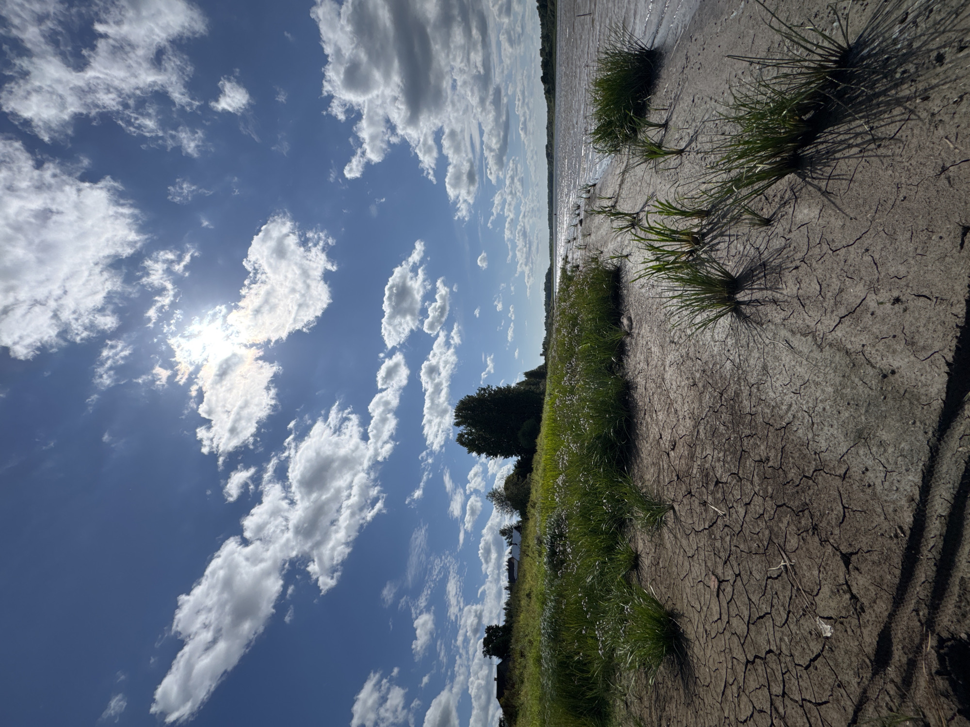The image depicts a sunlit, wide-angle view of a riverbank with cracked mud in the foreground and a body of water in the background, under a bright blue sky dotted with fluffy white clouds. The sun, partially obscured by clouds, casts a bright glare. Green grass and some small white wildflowers grow on the bank, and a line of trees and buildings are visible in the distance to the left. The scene is located in Sitno, Russia. There are no people or animals visible in the image.