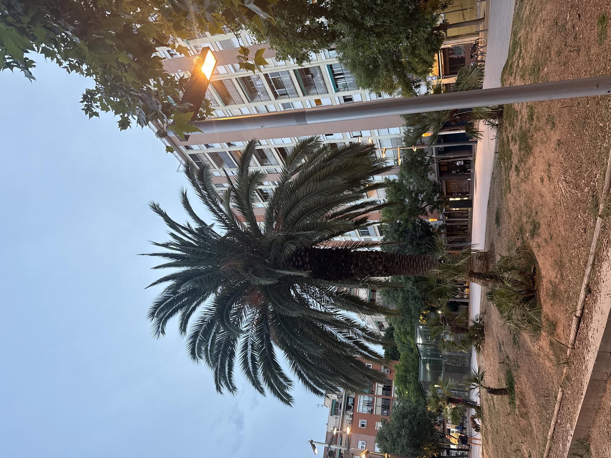 This is a full-shot photograph taken at street level in Barcelona, Spain, in the evening. The sky is overcast and a pale blue. In the foreground, dry, sandy earth with sparse grass is visible, bordered by a concrete curb and a rough wooden beam. A tall palm tree dominates the center of the frame, its fronds spread wide. To the right of the palm tree, a modern lamppost with an illuminated yellow light stands. Behind the palm tree, a multi-story residential building with balconies and beige and pink facades is visible. To the left of the palm tree, another residential building with red brick facades and balconies can be seen, along with more trees. Further back, a glass-covered structure, possibly an entrance to an underground area, is present. A woman in a yellow jacket and dark shorts is walking a dog, which is sniffing the ground, on a paved walkway in the middle ground. Other people and bicycles are also visible in the distance along the walkway, as are shops with awnings. The overall scene depicts an urban park or public space in Barcelona.