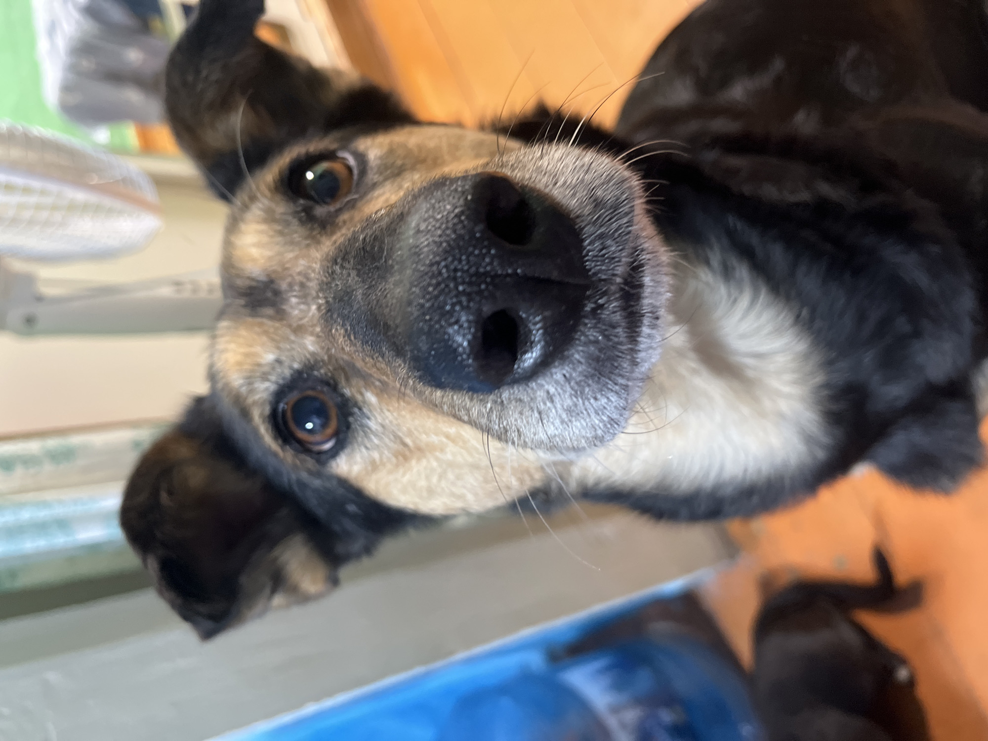 The image is a close-up, eye-level shot of a medium-sized dog with tan and black fur. The dog's face is in sharp focus, with its black nose and brown eyes prominently displayed. The background is blurred, showing an indoor environment with wooden flooring and vertical blinds. There is a hint of another dark-colored dog in the lower left corner of the image. The scene is not identifiable as being in Nizhny Tagil, Russia, or any specific city.