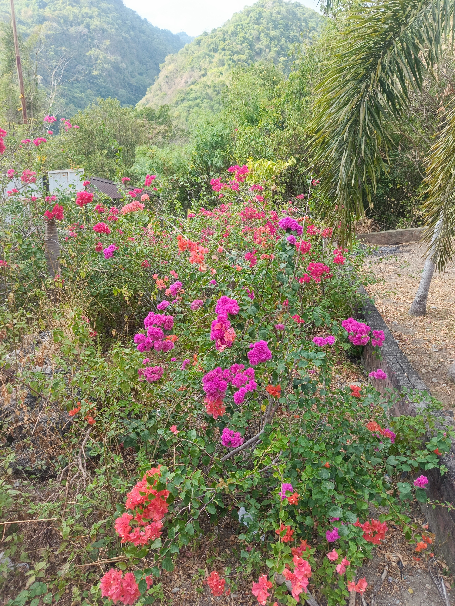 The image shows a dense cluster of vibrant pink and coral bougainvillea flowers in full bloom, cascading over a low, weathered stone wall. Behind the flowers, a lush green hillside covered in trees rises steeply. To the right of the frame, the trunk and fronds of a palm tree are visible, partially obscuring the background. The ground near the wall is covered in dry leaves and dirt, suggesting an outdoor, natural environment. The lighting indicates it is daytime, likely with a slightly hazy sky. The scene depicts a riot of natural color set against a verdant, mountainous backdrop, a characteristic landscape element found in areas like Gorontalo, Indonesia, known for its tropical flora and hilly terrain. There are no people visible in the image.