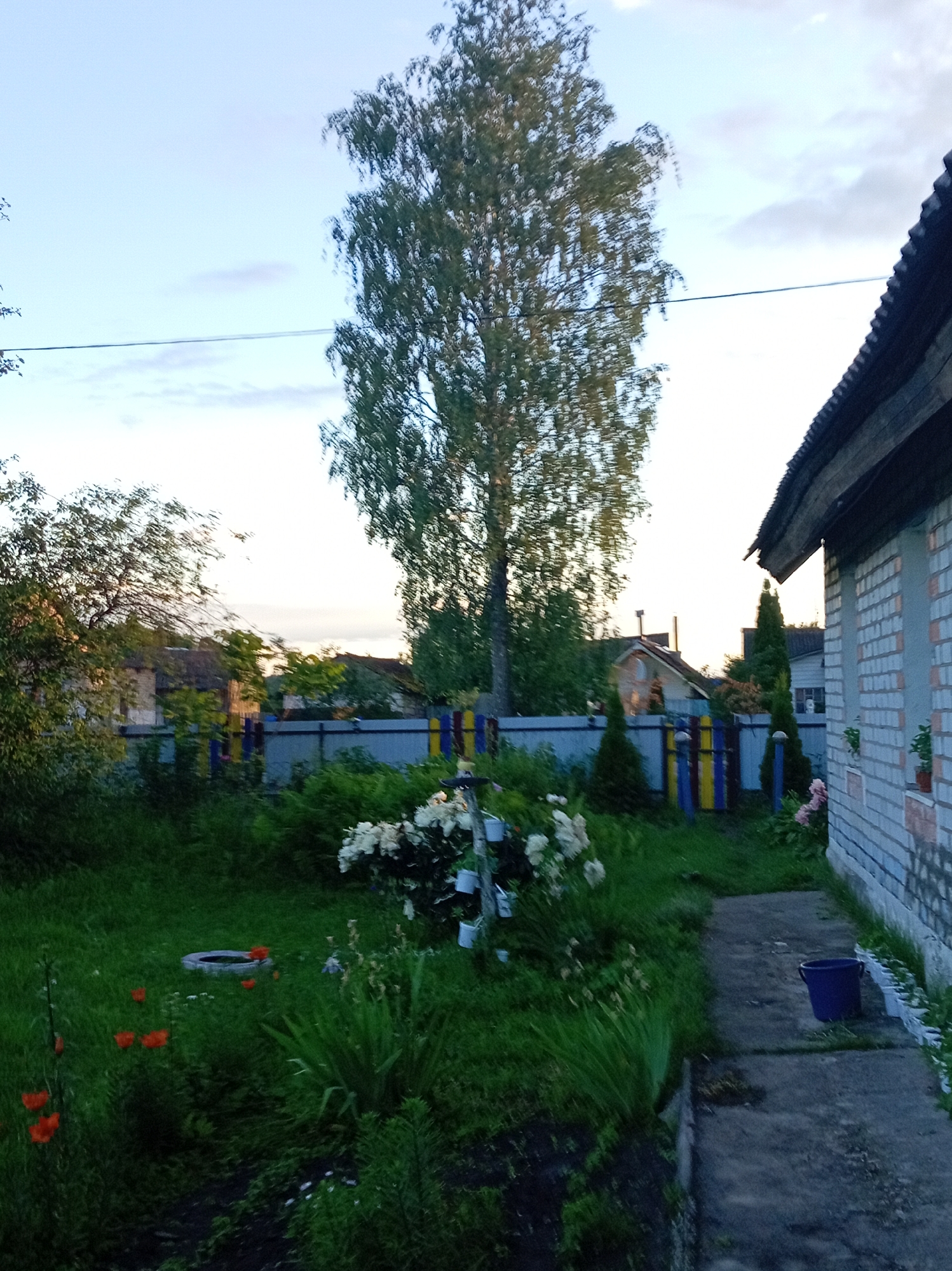The image depicts a side yard of a rural dwelling in Тумілавіцкі сельскі Савет, Belarus. A large deciduous tree with sparse foliage dominates the center of the frame, reaching towards a pale blue sky with wispy clouds. To the right, a portion of a brick building with a dark, sloped roof is visible, its exterior wall constructed from light-colored bricks. A concrete path leads away from the building towards the left, with a dark blue bucket placed on its surface. The foreground is overgrown with green grass, interspersed with several red poppies and a cluster of white flowers. A low, multi-colored fence, painted in sections of blue, yellow, and red, runs horizontally across the middle ground, separating the yard from what appears to be neighboring properties. In the distance, several houses with dark roofs are visible, nestled among trees. The overall impression is of a quiet, somewhat unkempt, rural setting during twilight or early morning. There are no people or animals present in the scene.