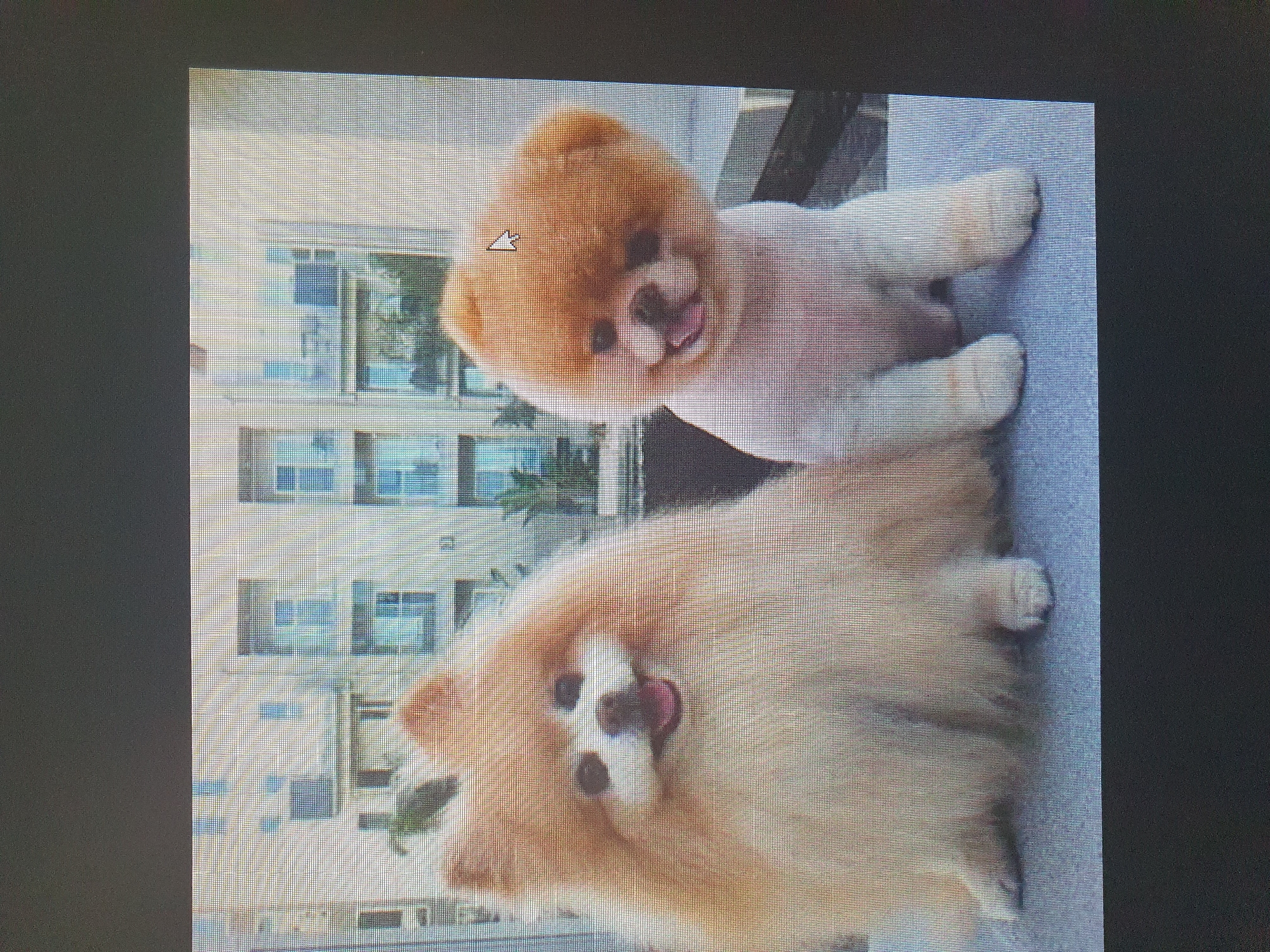Two Pomeranian dogs are pictured. The dog on the left has long, fluffy, light brown fur. The dog on the right has a shorter, more rounded cut with lighter fur, and its hindquarters are shaved. Both dogs are sitting side-by-side on a gray surface. In the background, there is a modern building with many windows, suggesting an urban environment. The image does not provide any information that would allow for the localization of the scene to Tashkent, Uzbekistan, or any other specific city.