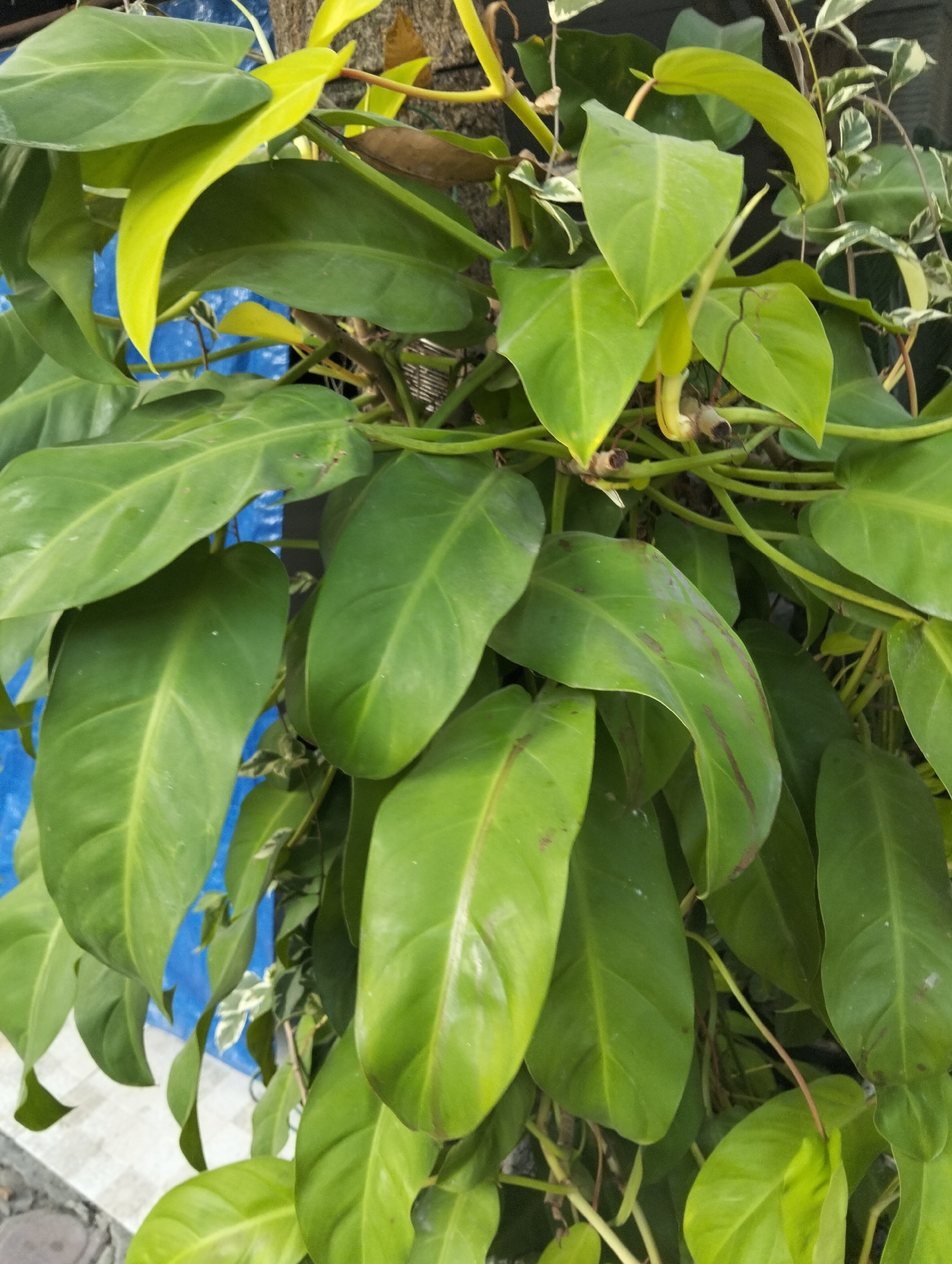 The image shows a close-up, vertical shot of a lush green philodendron plant. The leaves are broad and ovate, with some showing lighter green or yellow hues, indicating new growth or variation. The plant is dense, with multiple stems and leaves overlapping. There are some brown markings on a few of the leaves. In the background, a bright blue tarp is visible, along with a textured surface that appears to be a wooden post or trunk, and some lighter green and white variegated leaves from another plant are present. The overall setting suggests an outdoor environment, possibly a garden or a sheltered area. The image does not contain any people, actions, or interactions. The location is identified as Kranji, Indonesia.